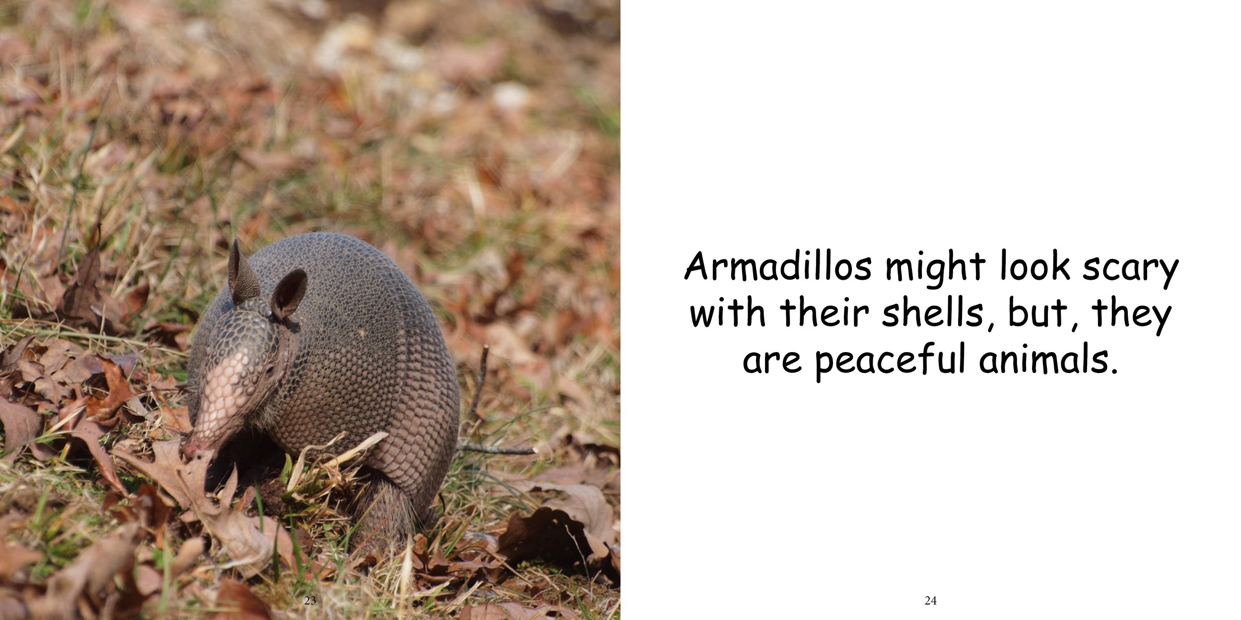 Everything about Armadillo16.jpg