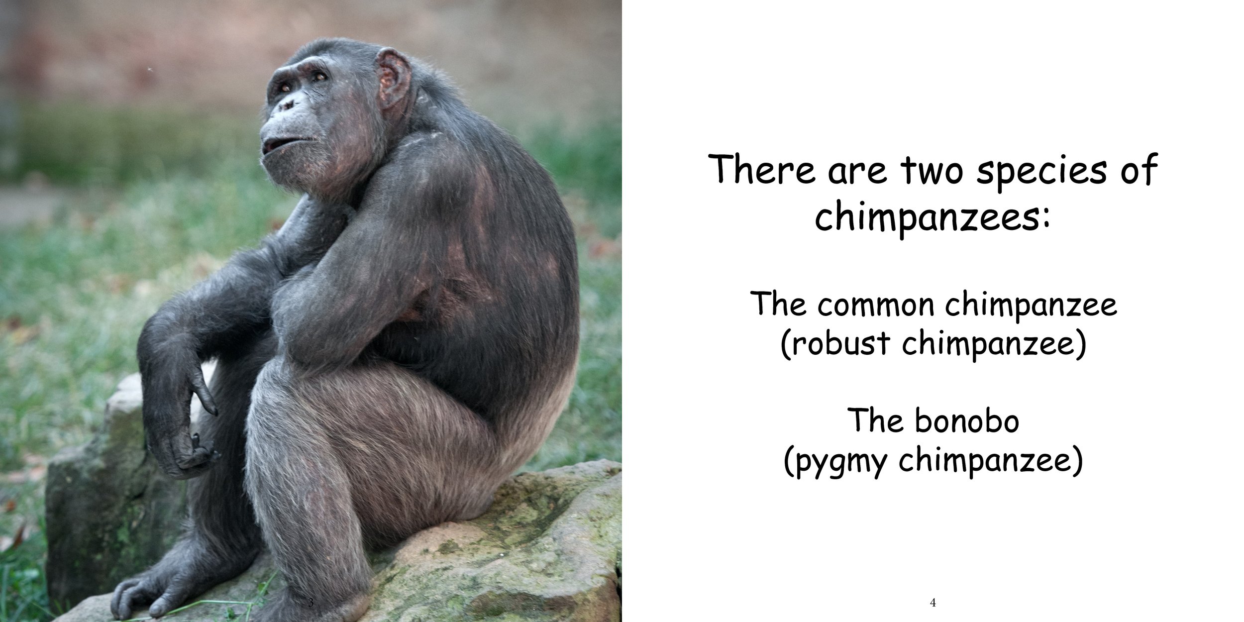 Everything about Chimpanzees6.jpg