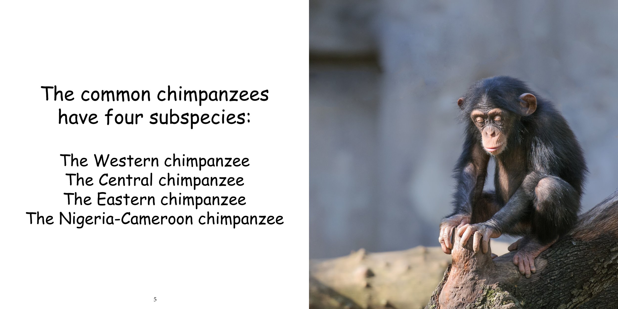 Everything about Chimpanzees7.jpg