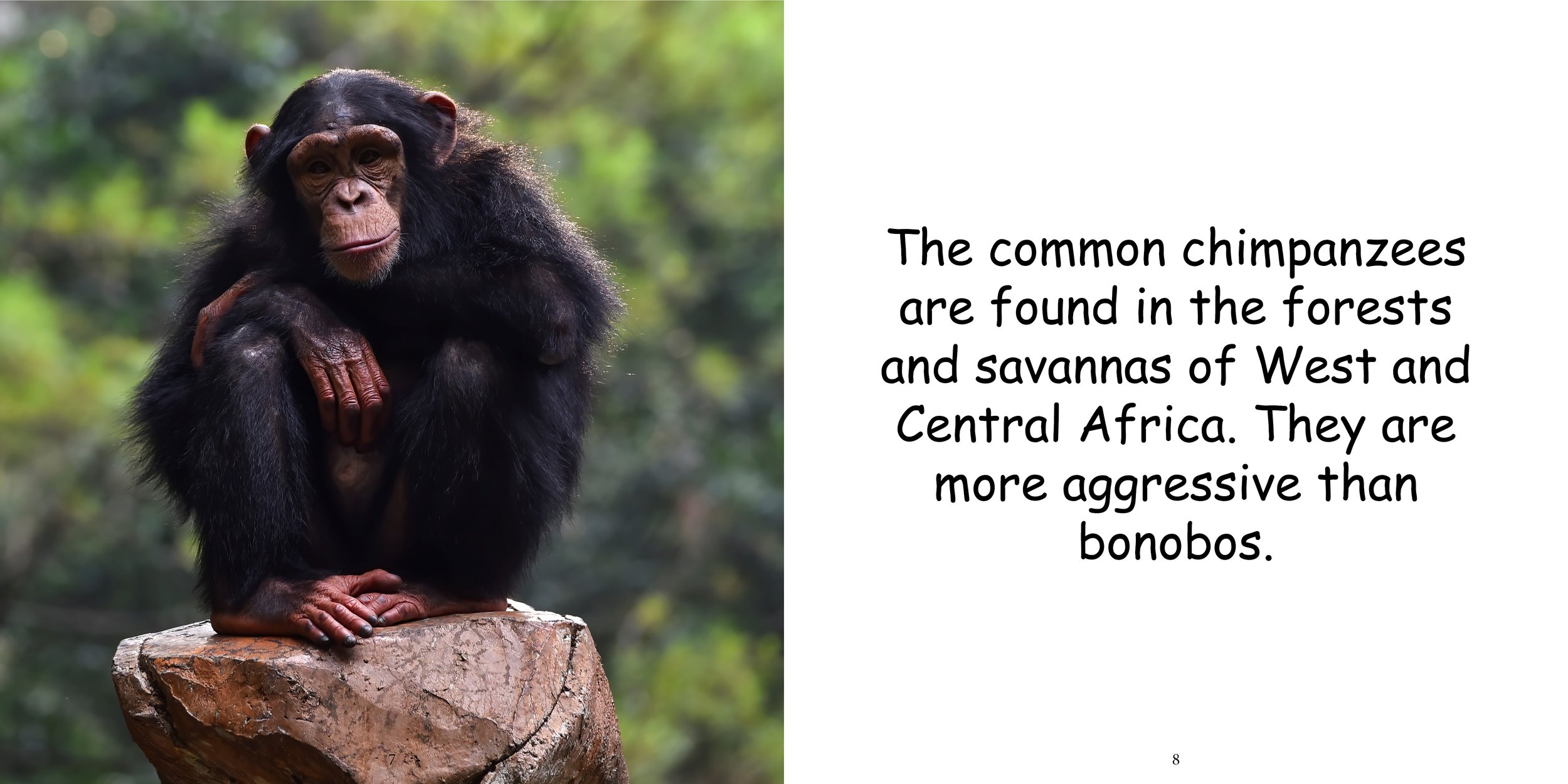Everything about Chimpanzees8.jpg