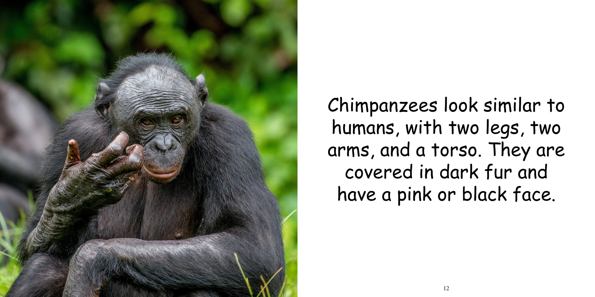 Everything about Chimpanzees10.jpg