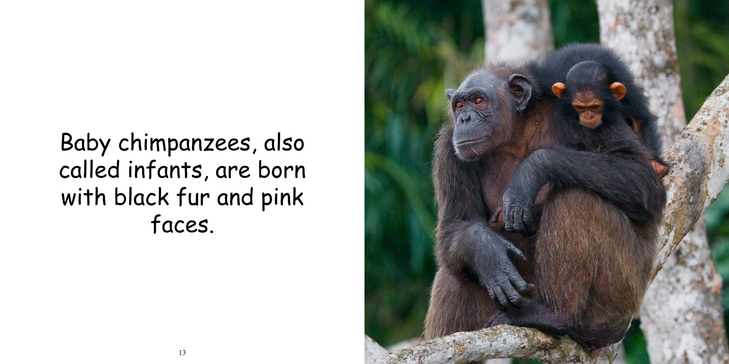 Everything about Chimpanzees11.jpg