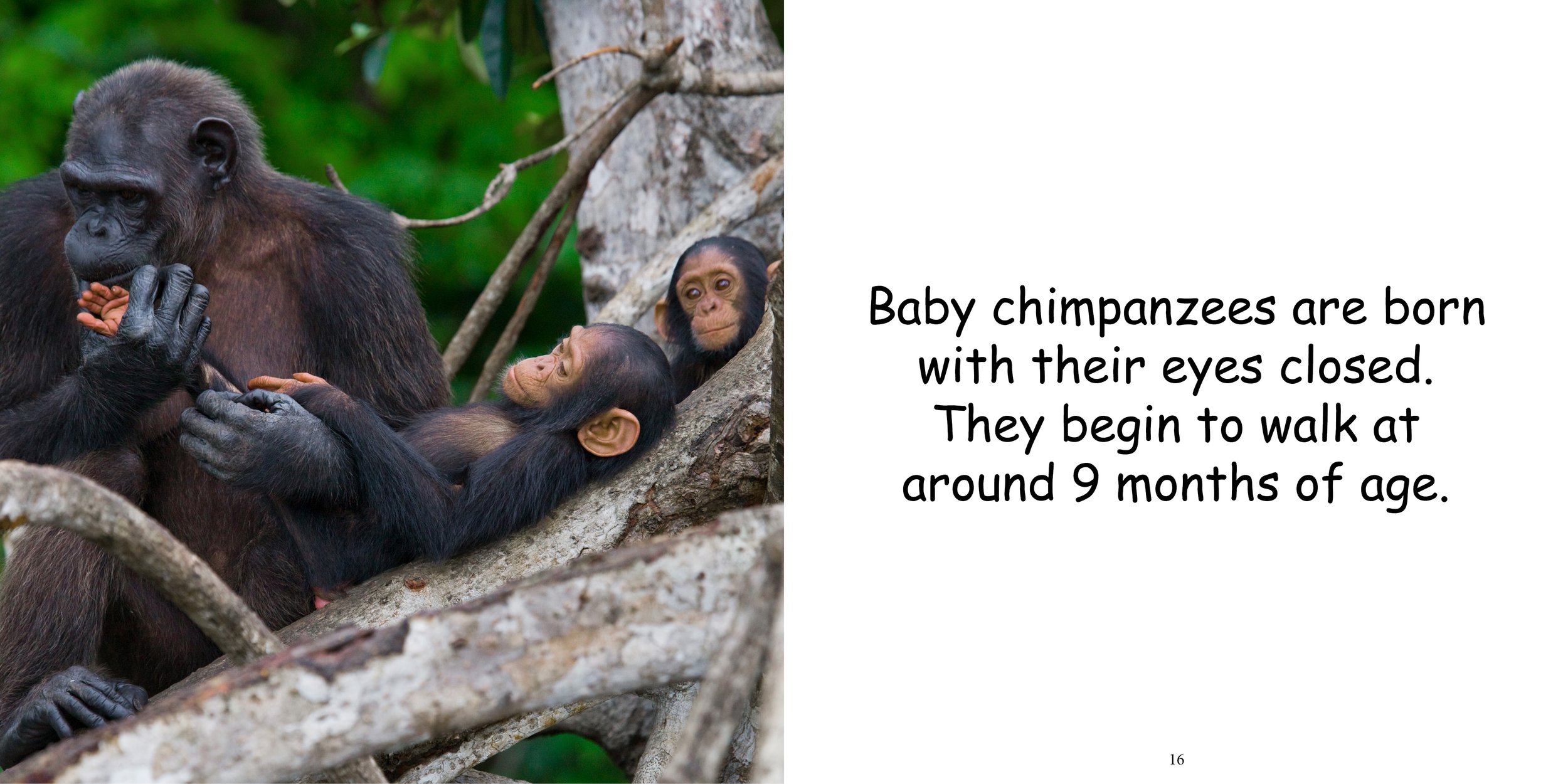 Everything about Chimpanzees12.jpg