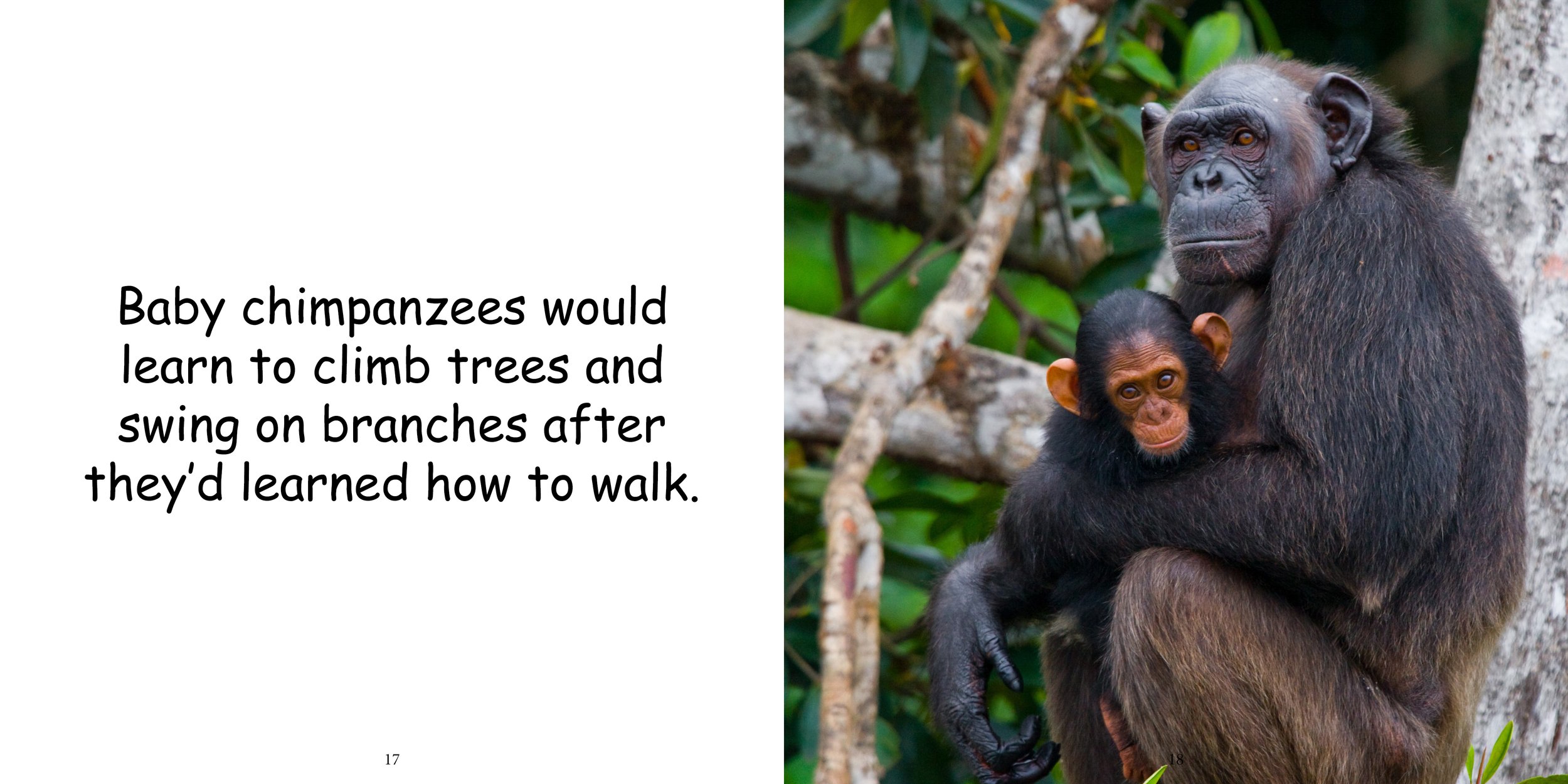 Everything about Chimpanzees13.jpg