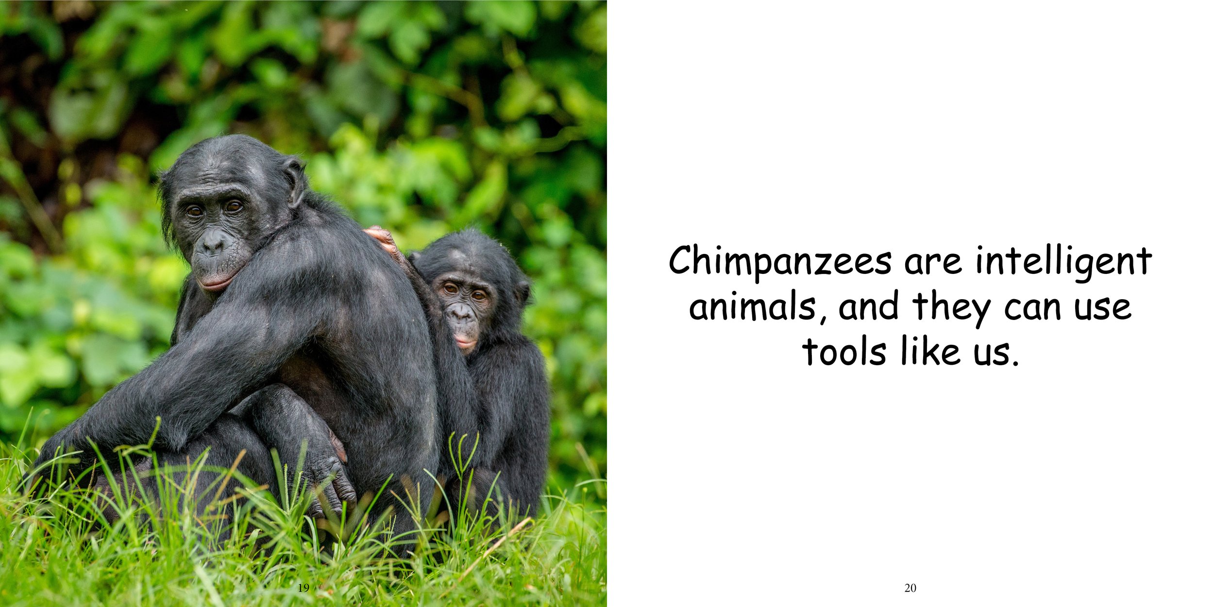 Everything about Chimpanzees14.jpg