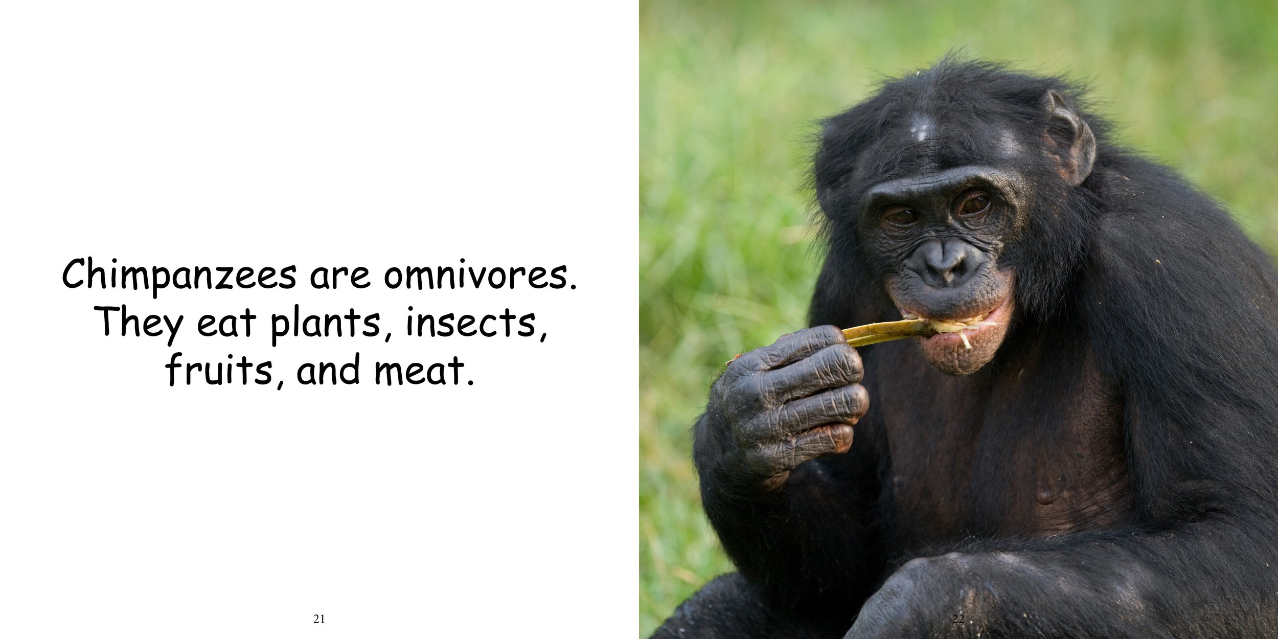 Everything about Chimpanzees15.jpg
