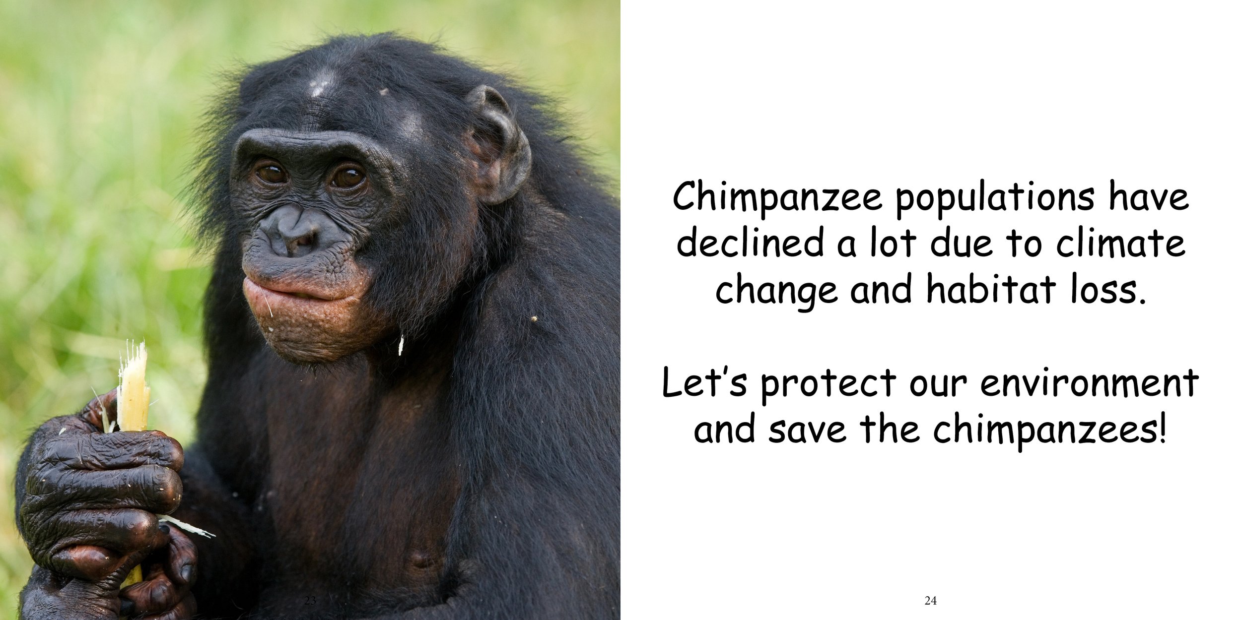 Everything about Chimpanzees16.jpg