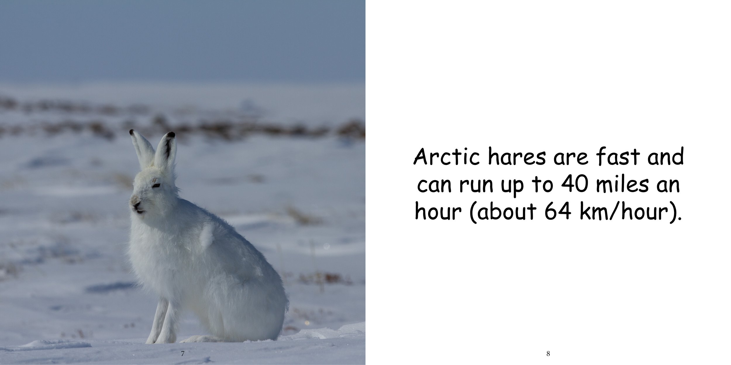 Everything about Arctic Hare8.jpg