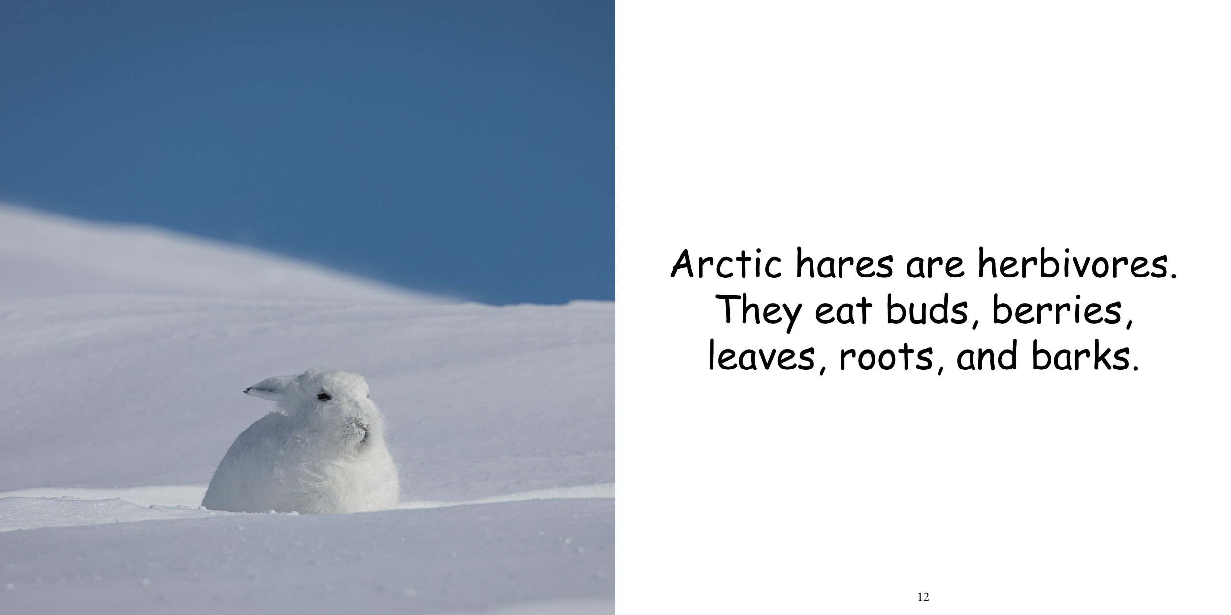 Everything about Arctic Hare10.jpg