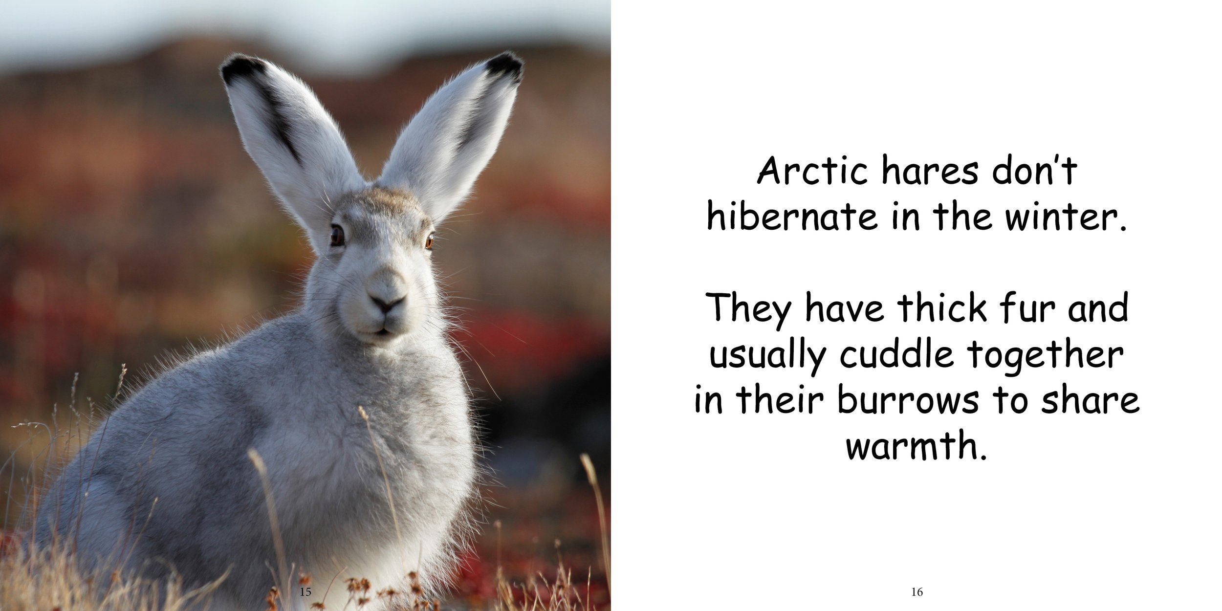 Everything about Arctic Hare12.jpg