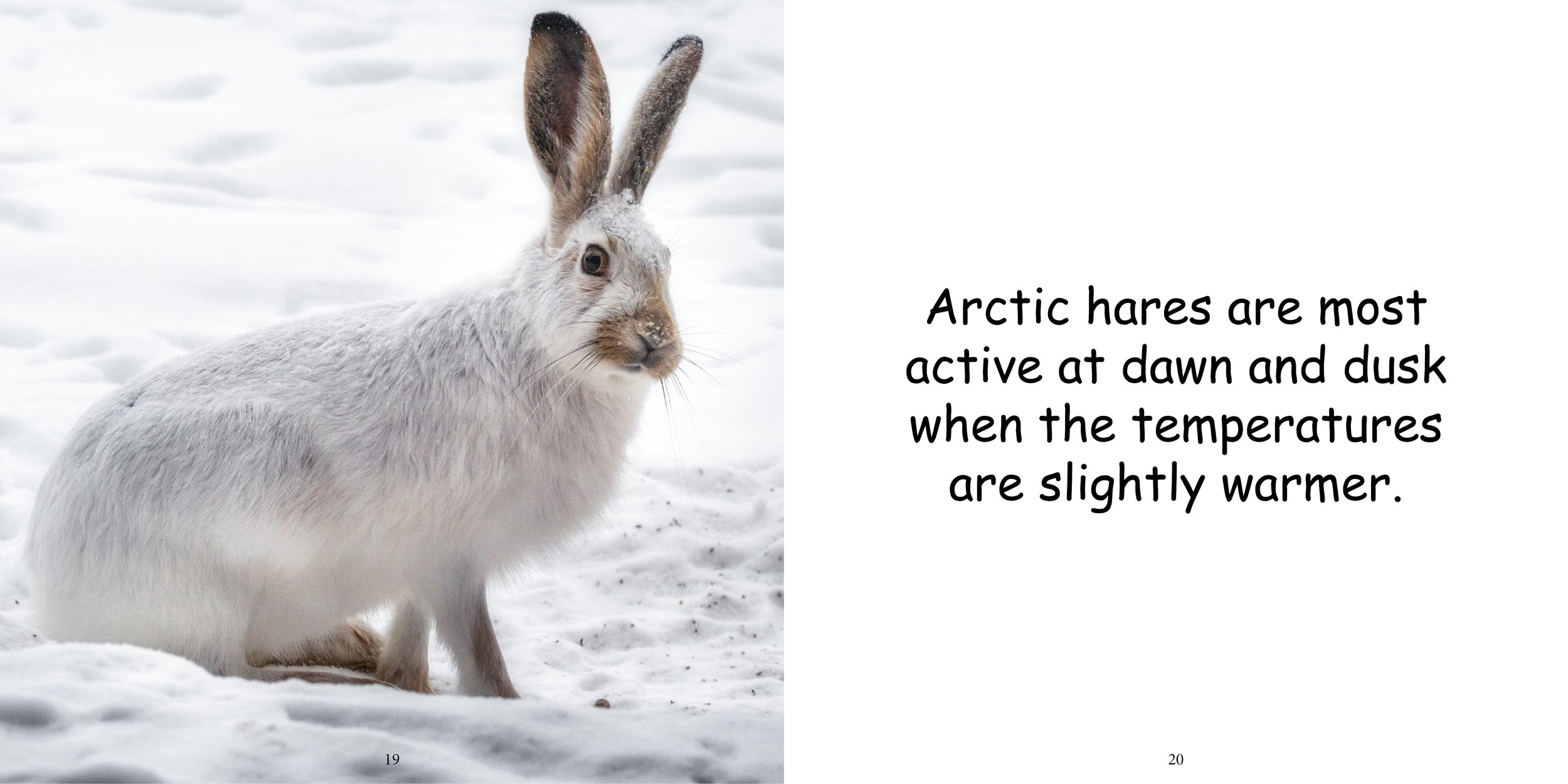 Everything about Arctic Hare14.jpg