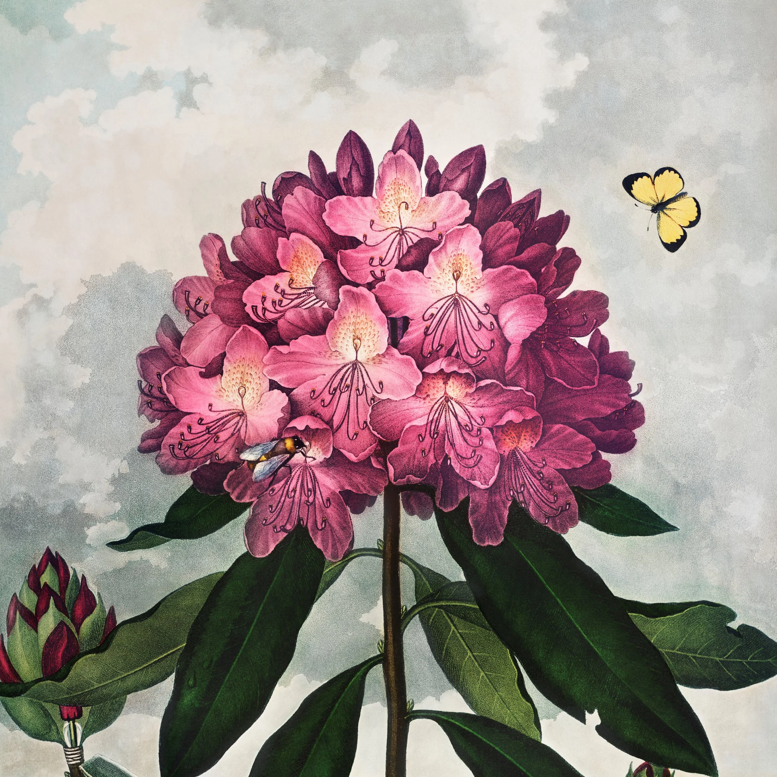 The Artworks of Robert John Thornton.jpg