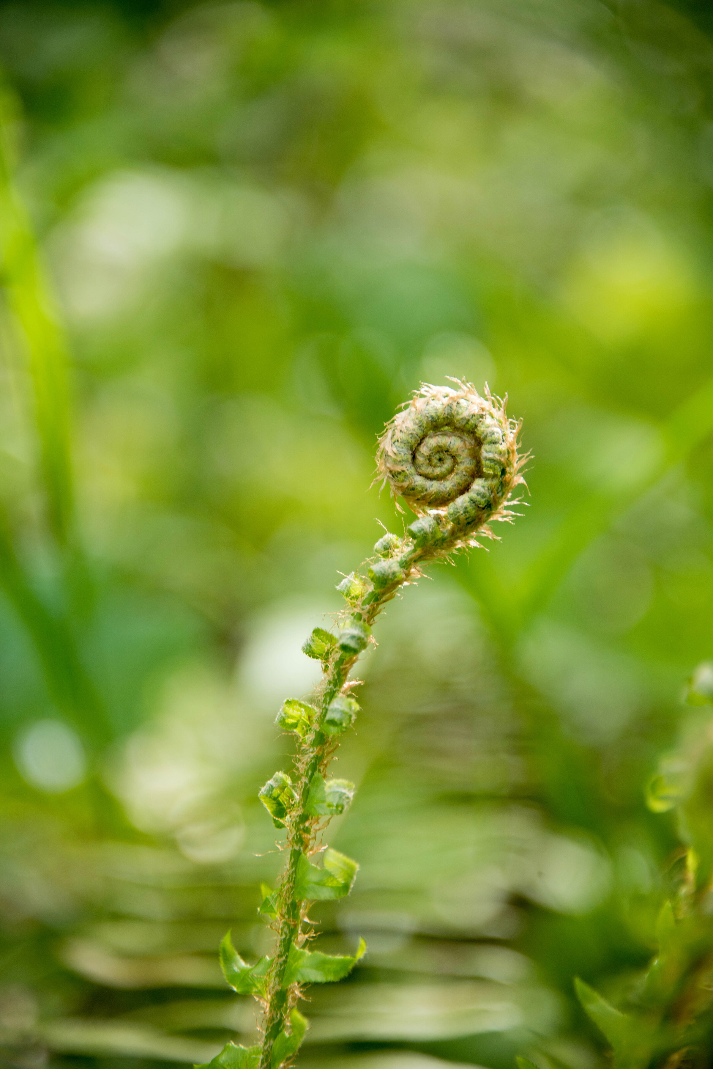 fern-fiddlehead.jpg