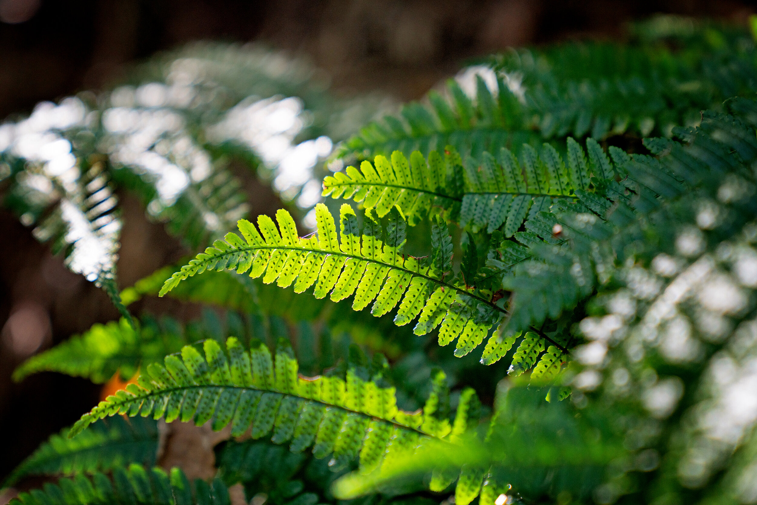 Fern-Japan hillside.jpg