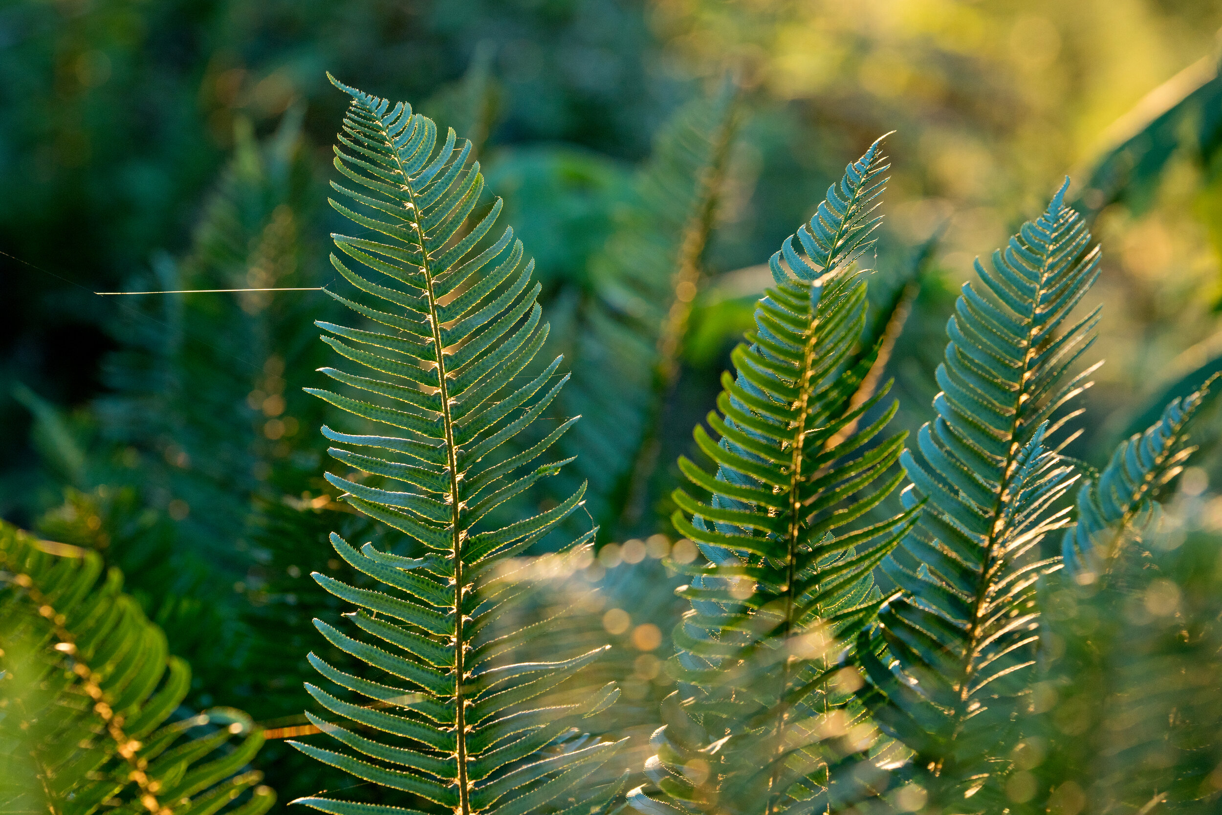 Fern-spiderweb sunset.jpg