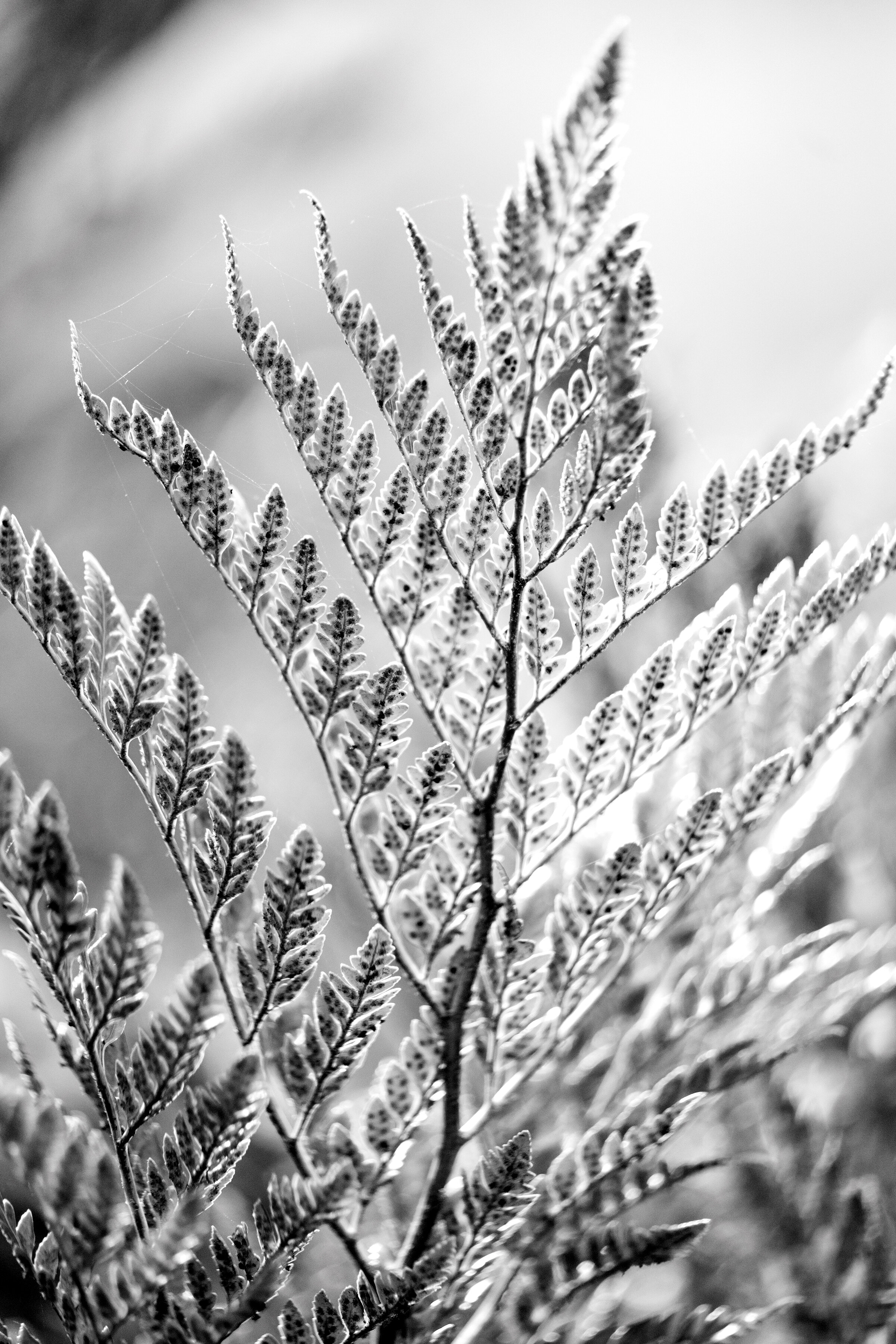 Fern-black and white.jpg