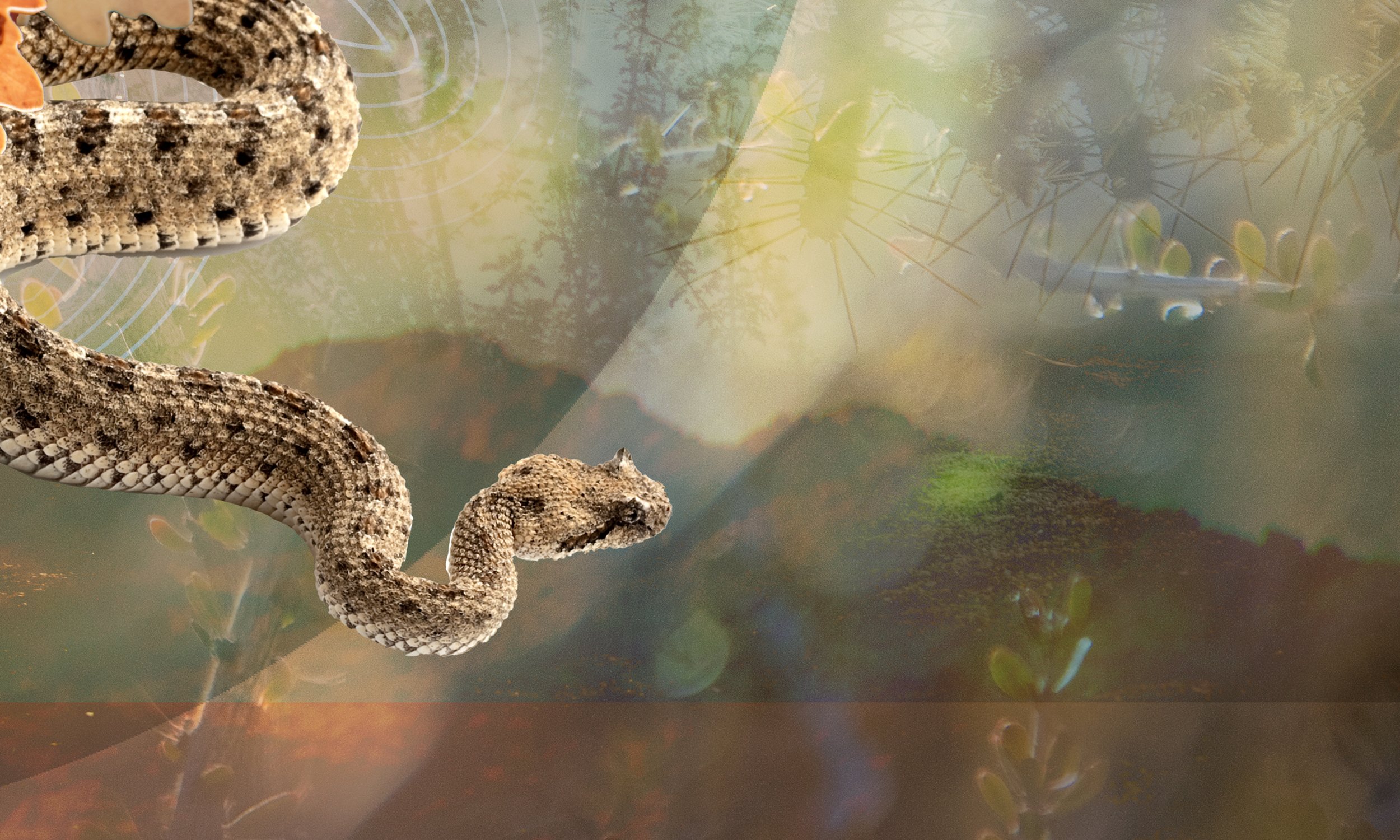 Britt Nemeth_LunaHawk_Wilds of Joshua Tree_Raven_Rattlesnake_Digital Art_4.jpg