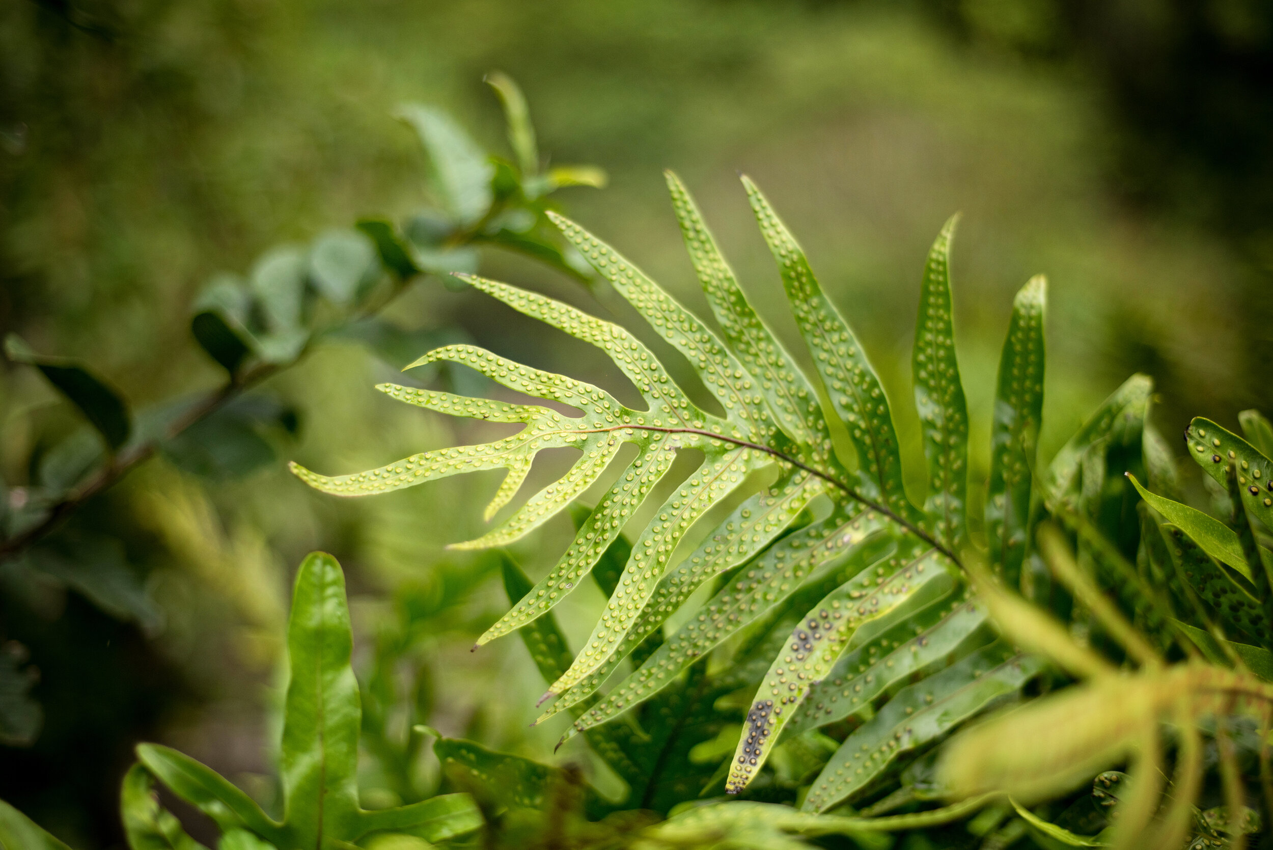Fern-waving.jpg