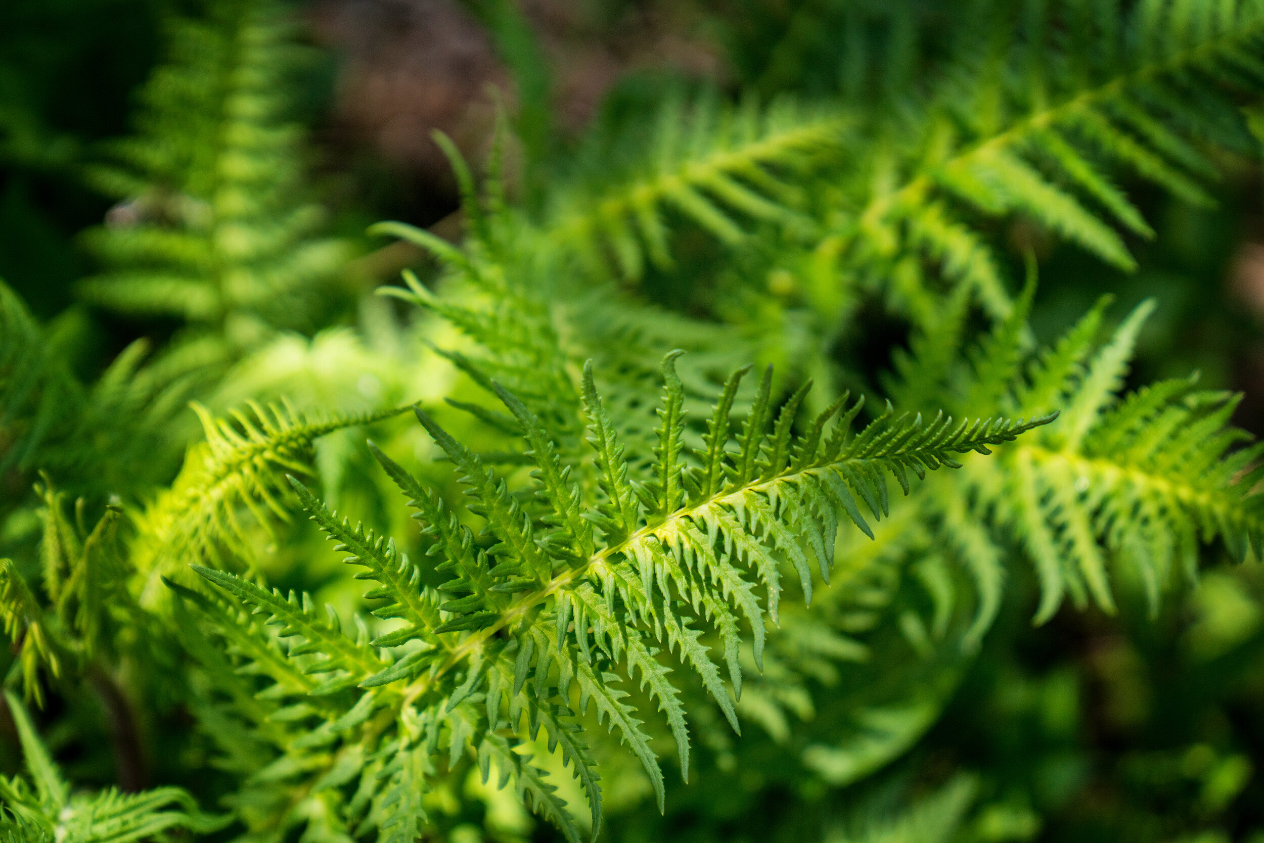 Fern-Telluride.jpg
