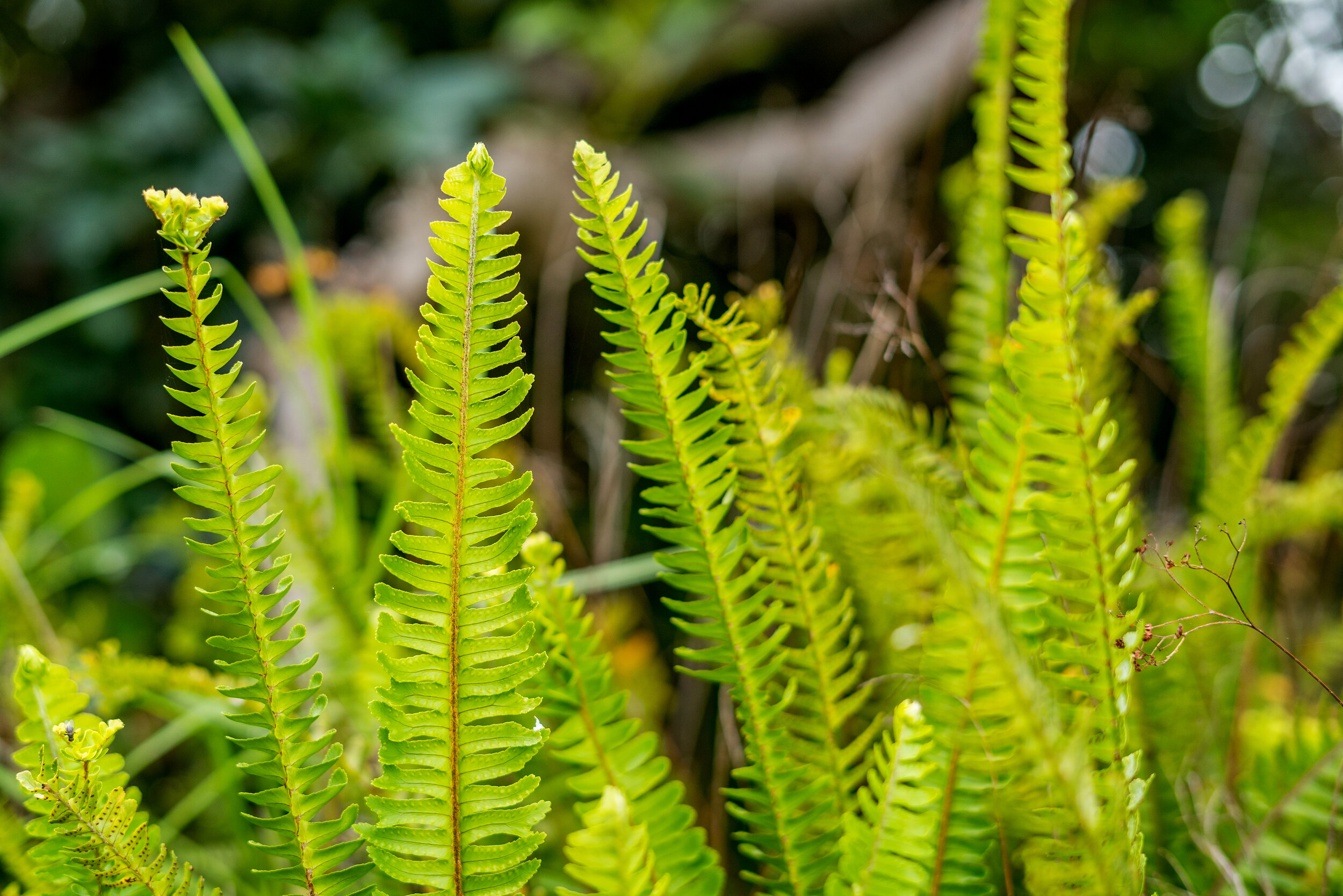 Fern- more ferns.jpg