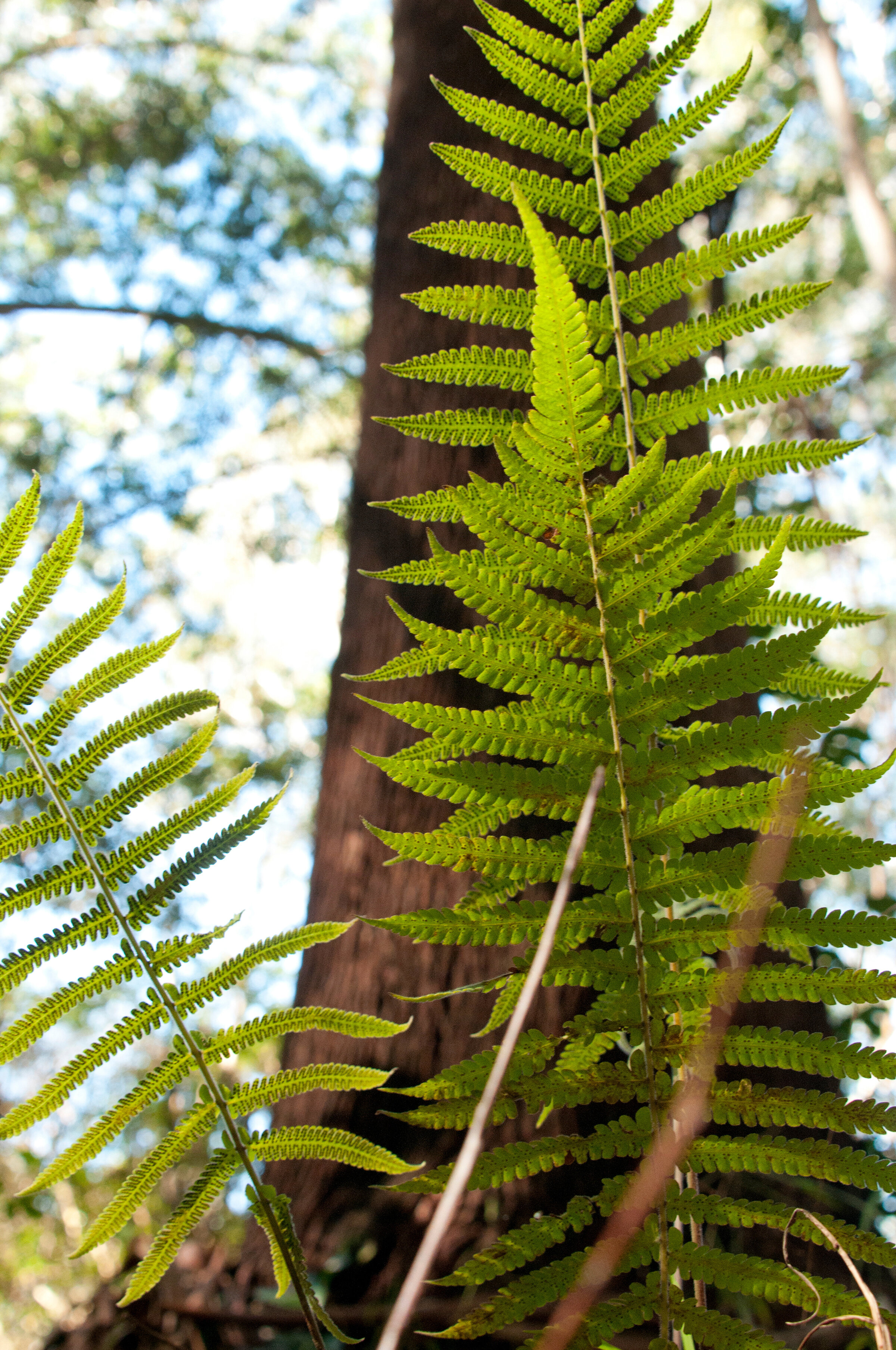 fern-tree-Alaska.jpg