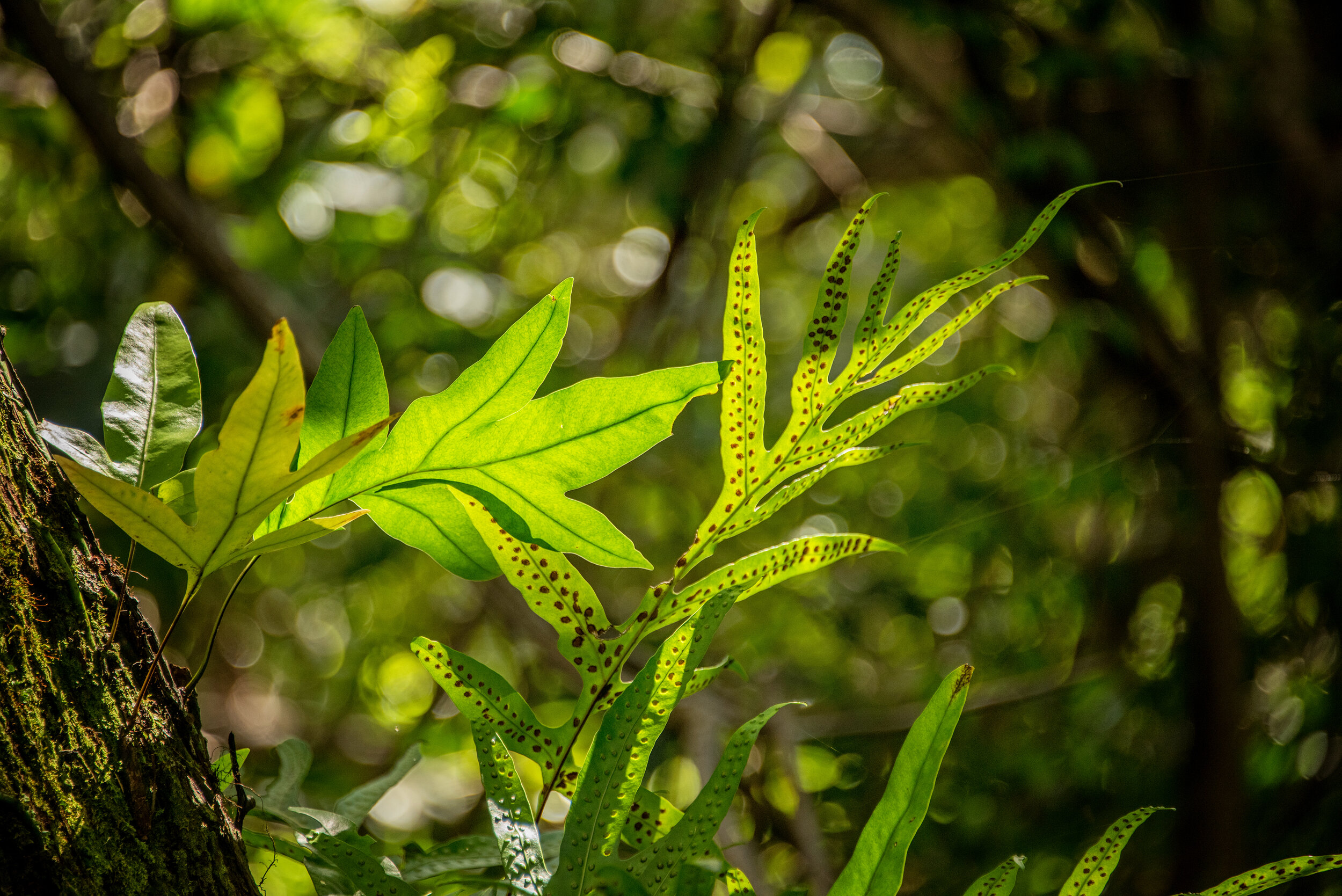 Fern-Kauai.jpg