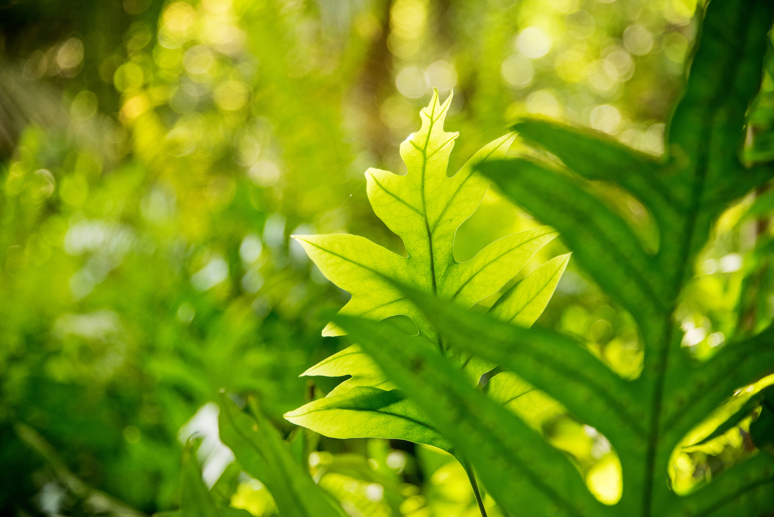 Fern-sun hitting it.jpg