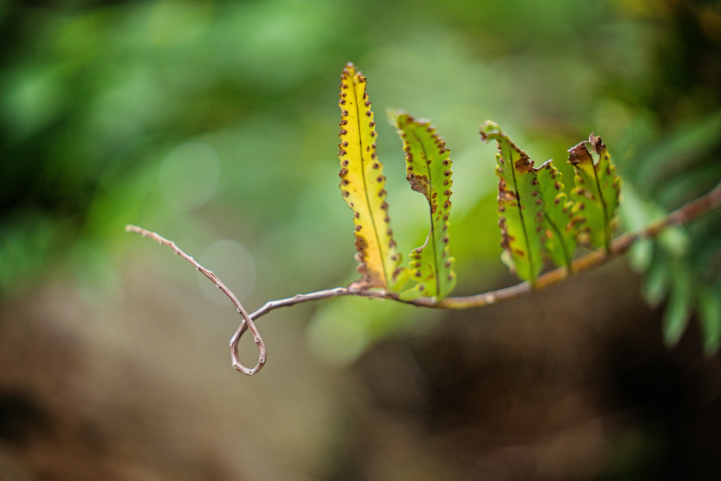 Fern- yellow end.jpg