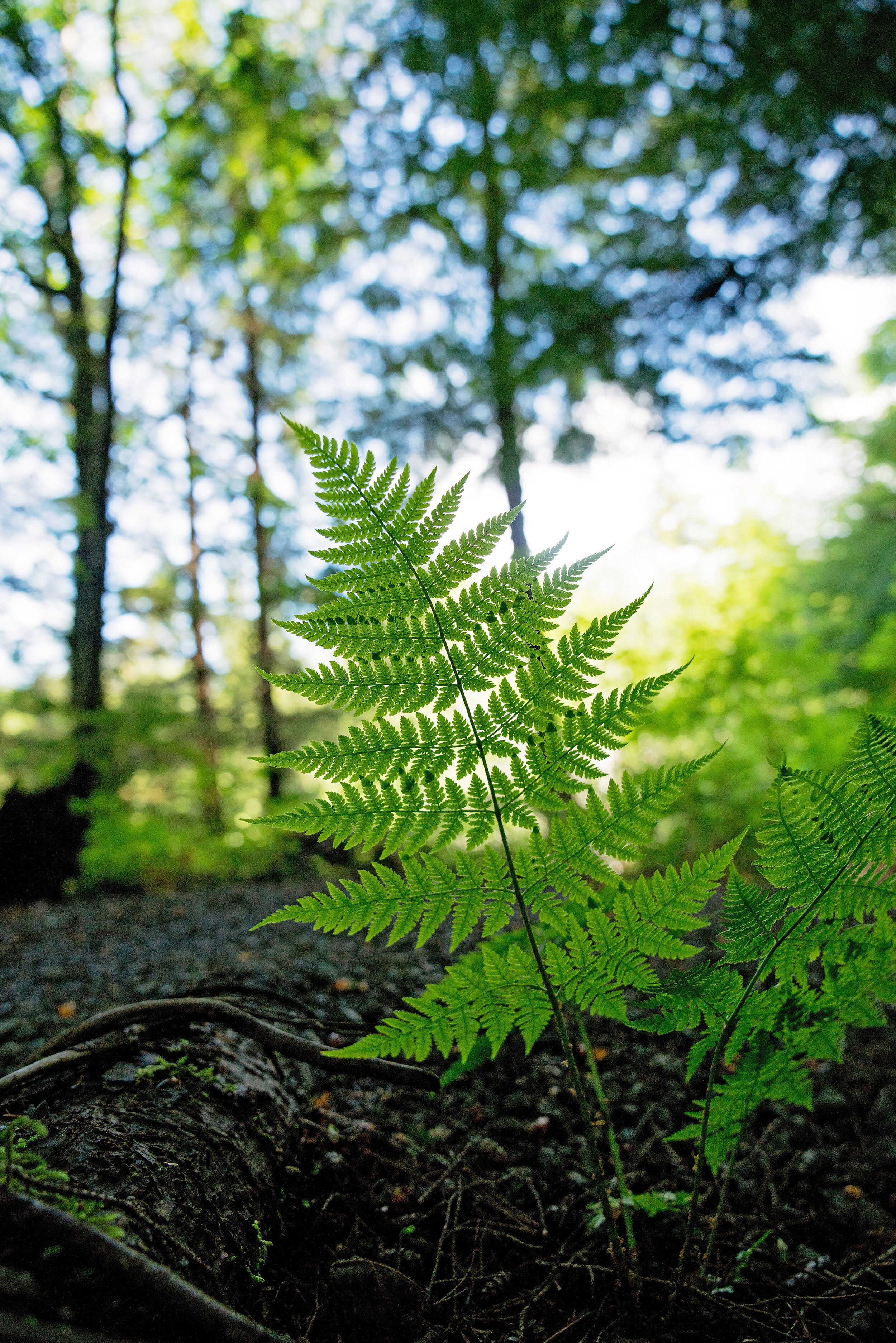 fern- stand alone-Alaska trail.jpg