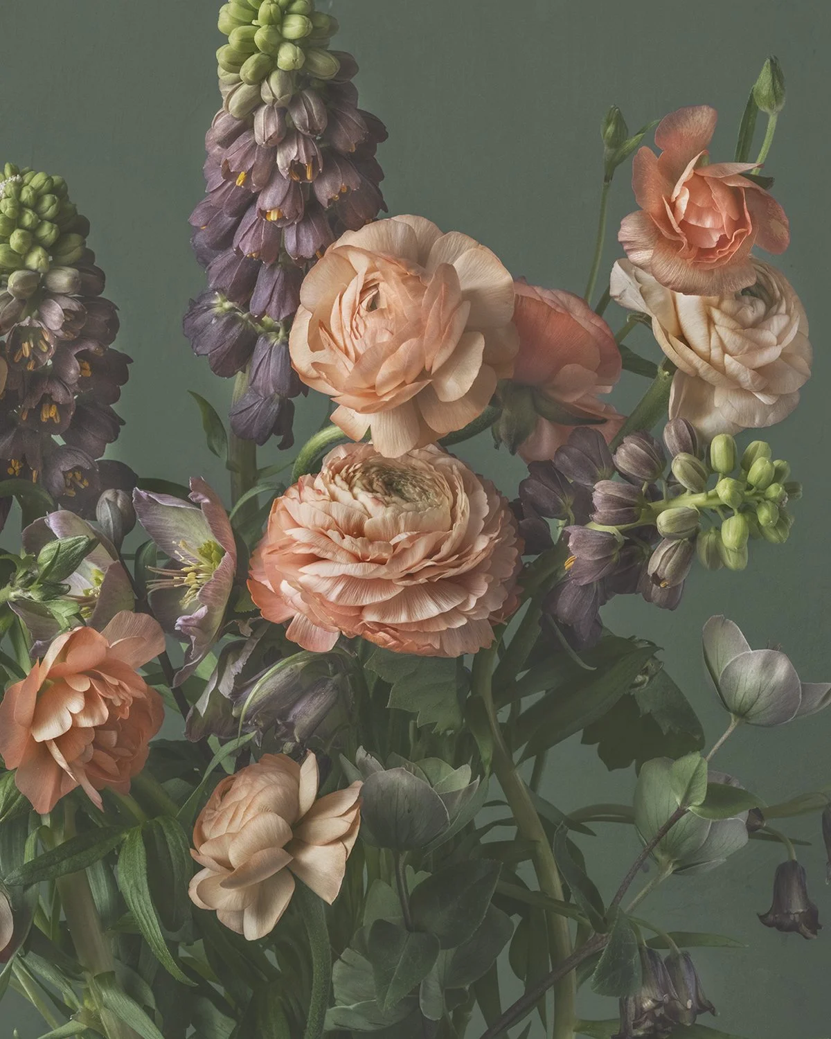 Flower Heroes II, 2024  Ranunculus and Fritillaria Persicas floral perfection with Helleborus and Fritillaria elwesii