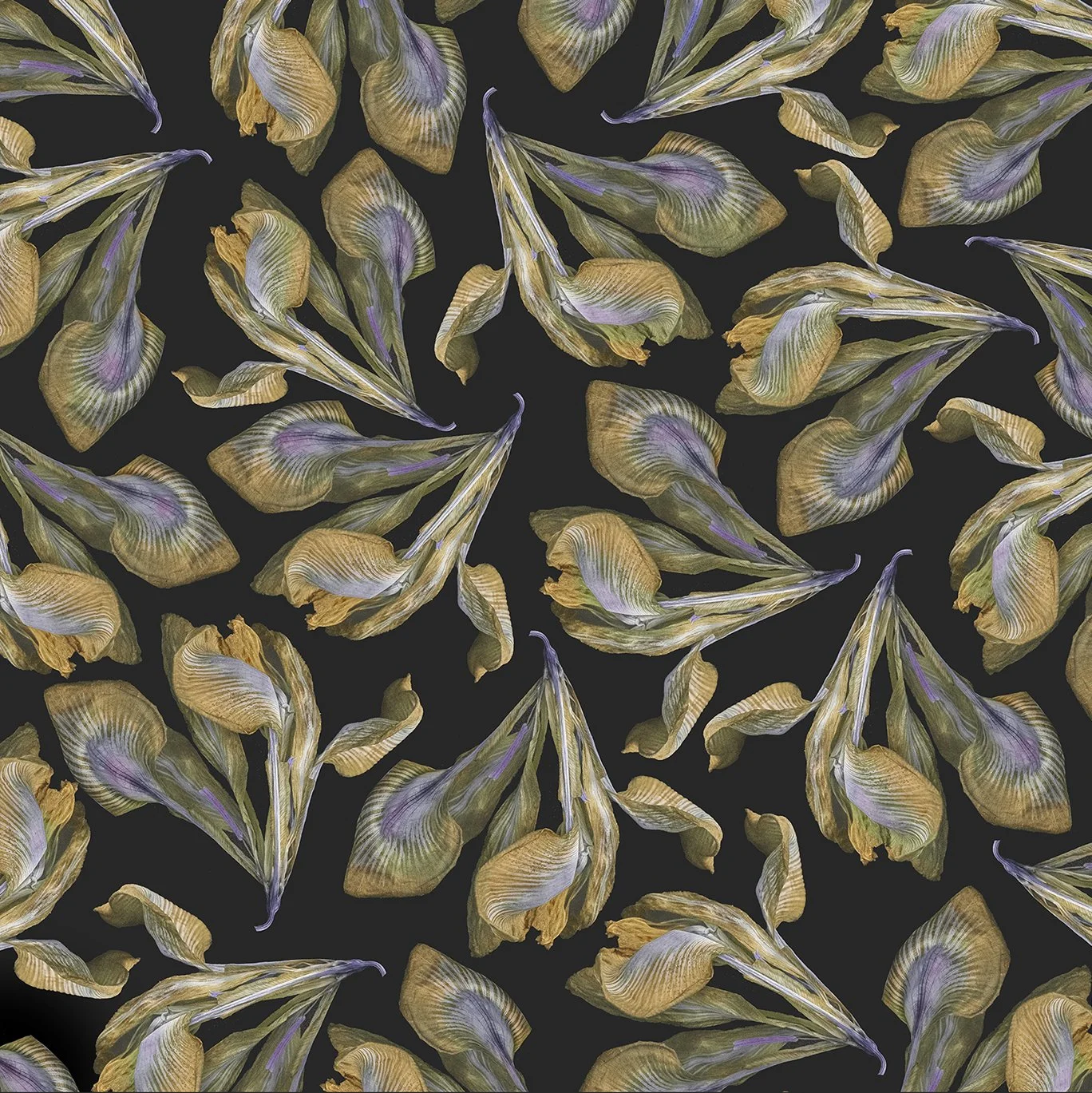 Iris, 2026 A First Artwork Collectible in Floral Fan Magazine Iris Issue