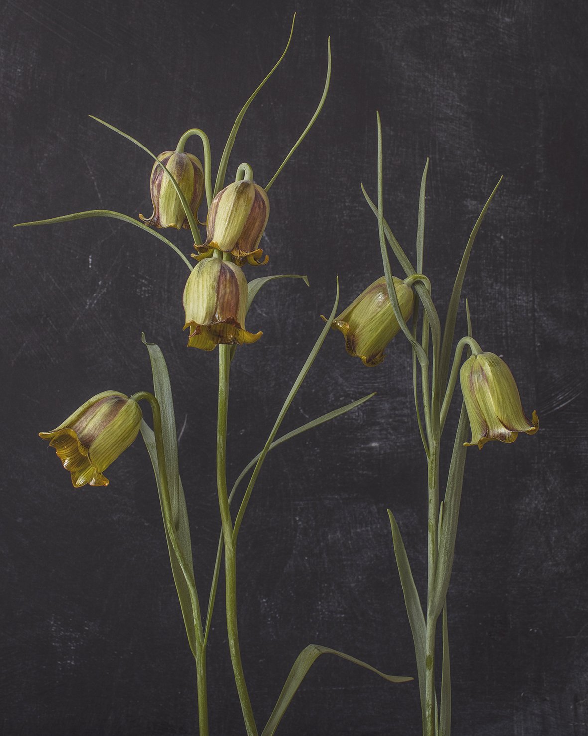 Fritillaria Acmopetala, 2021 These beauties I grew in our previous garden Osmola