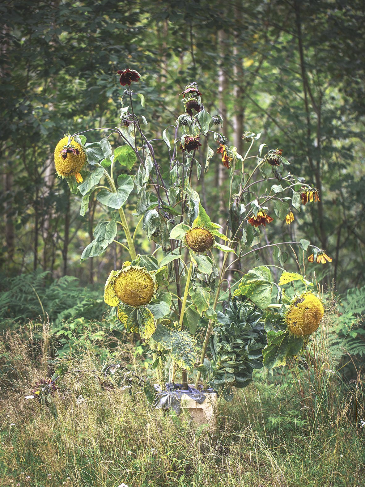 IG_Sunflowers, 2020_i_35x46.7_300dpi_F1B2012.jpg