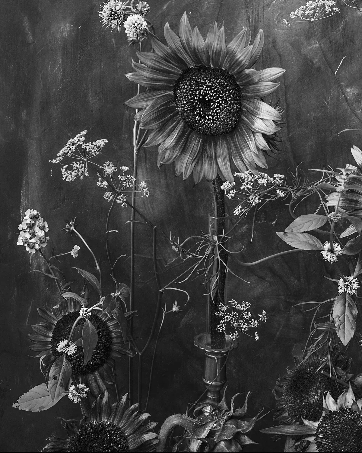 Sunflower Eye 2026 And In Silence I Watched How Her Eyes Followed The Sun.