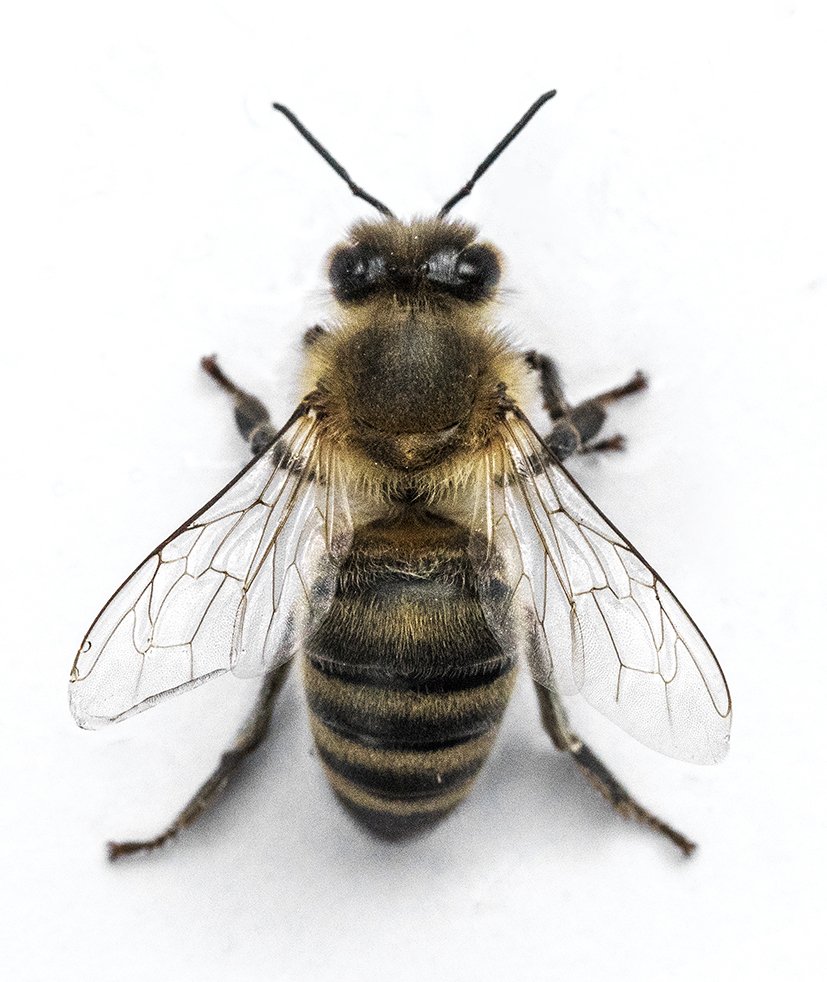 IG_tiskirätti_NordicDarkBee_091A0526.jpg