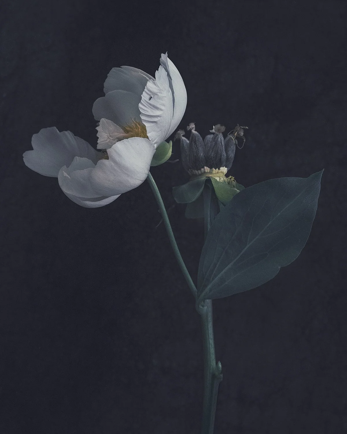 Crown, 2024  edition 1/5 + 2ap White peony with seed pod, this artwork is from the series Atlas Road 8
