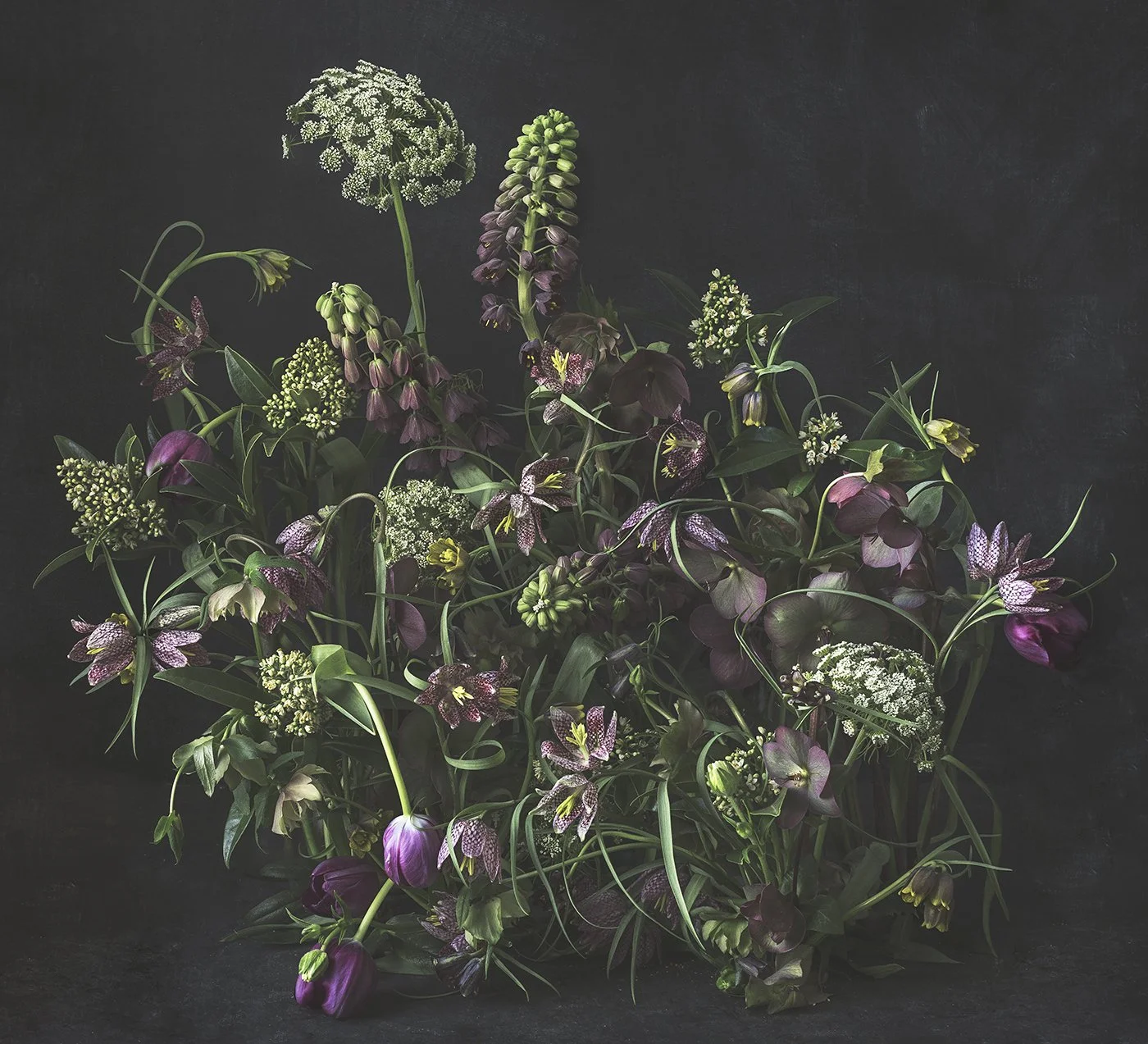 Fritillaria 2020 Fritillaria persica, Fritillaria meleagris, Ammi majus And Friends. Dark Spring Mood Floral Perfection