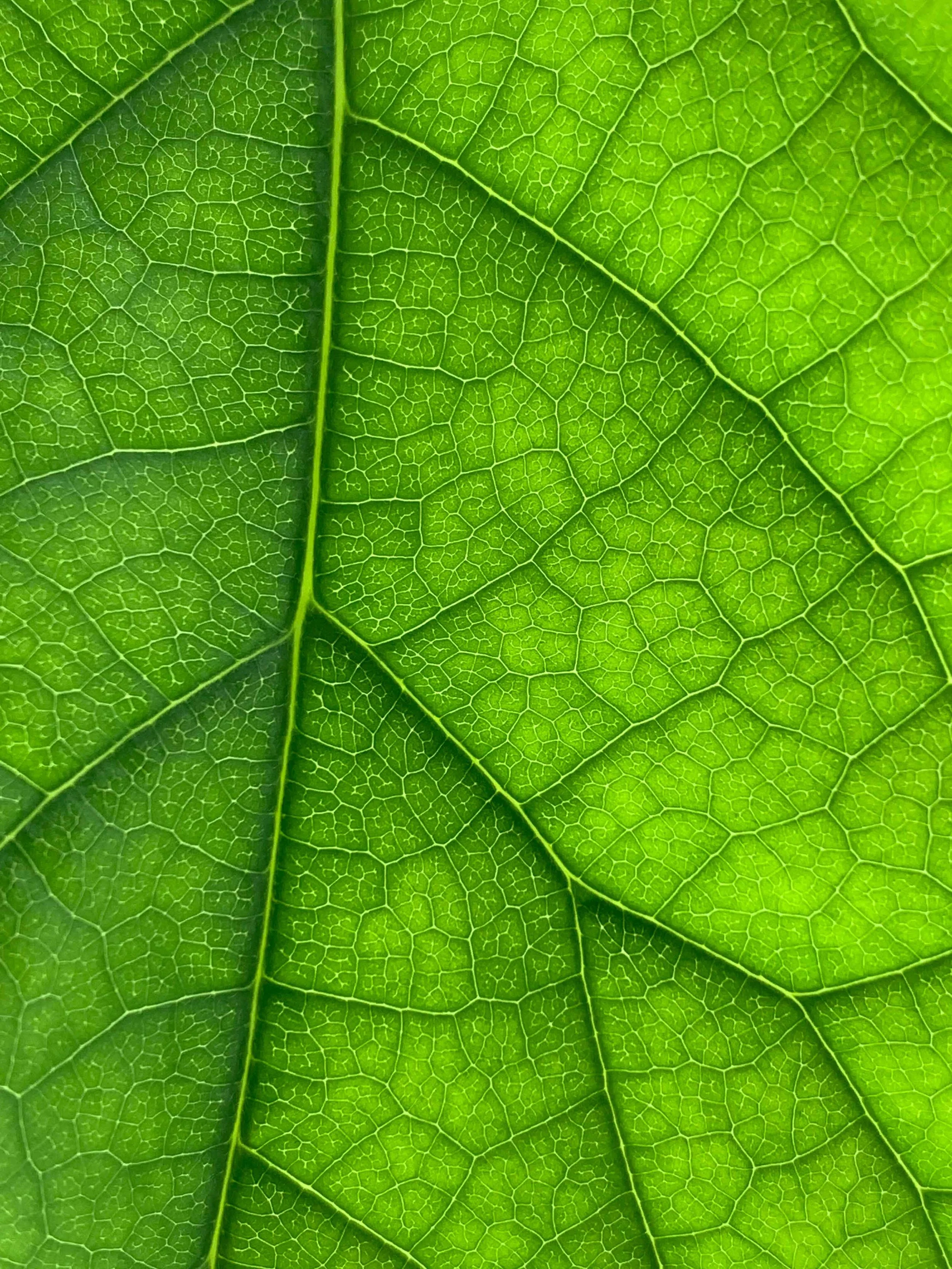 Backlit translucent green leaf
