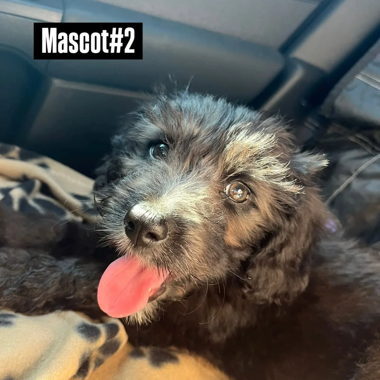 Pippa joining forces with Patch @thebespokeframer
#bordoodle