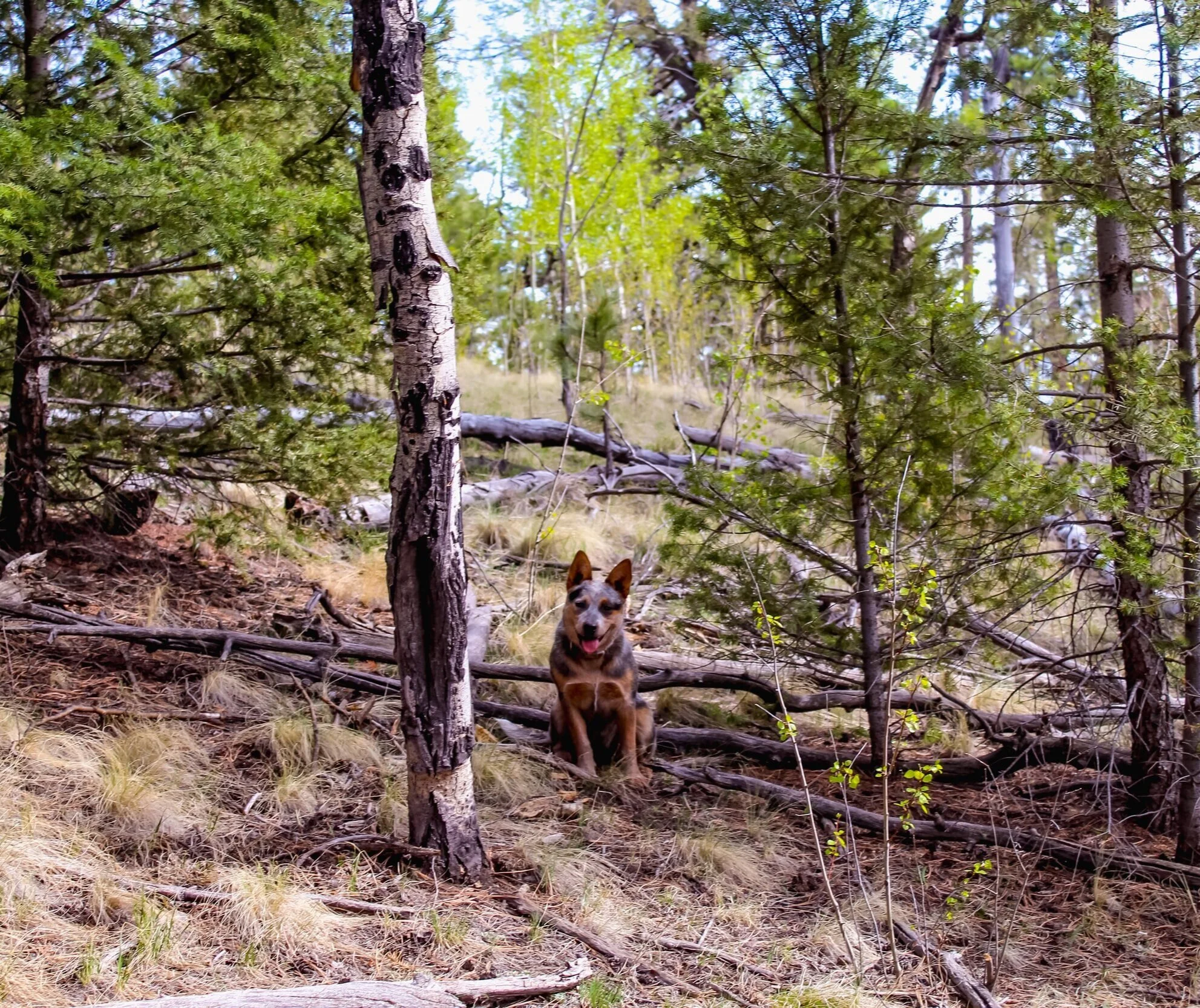 The need for a sense of ‘play’