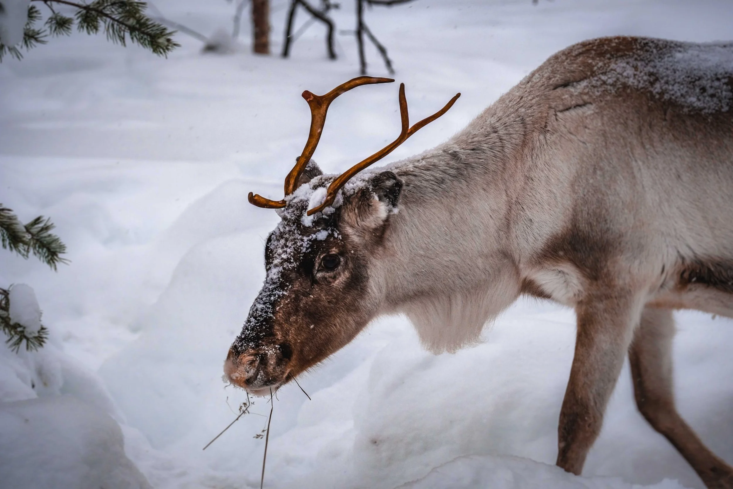 The Magic of Finnish Lapland: Planning a Christmas Adventure They'll Never Forget