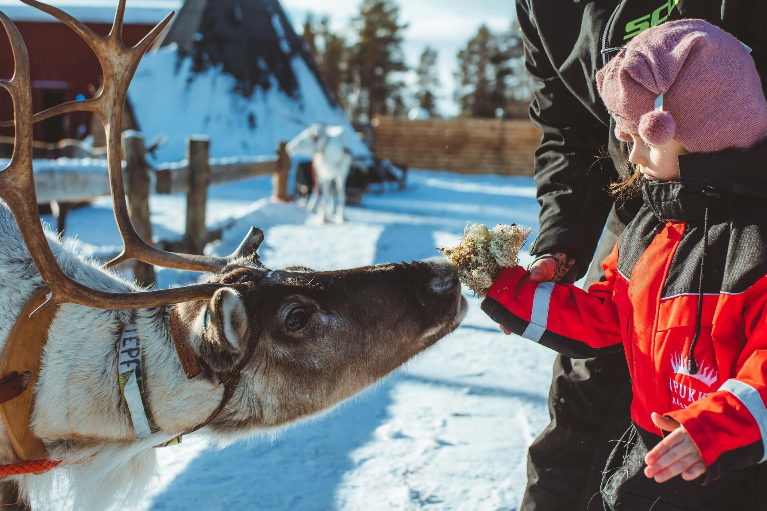 Child feeding a reindeer on a family holiday in Lapland