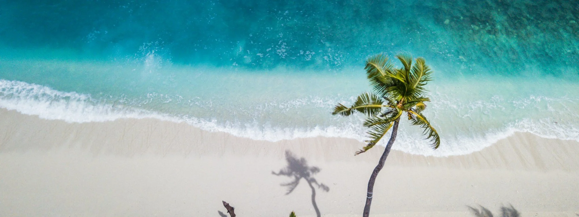 Aerial view of a palm tree on a white sand beach beside clear turquoise sea