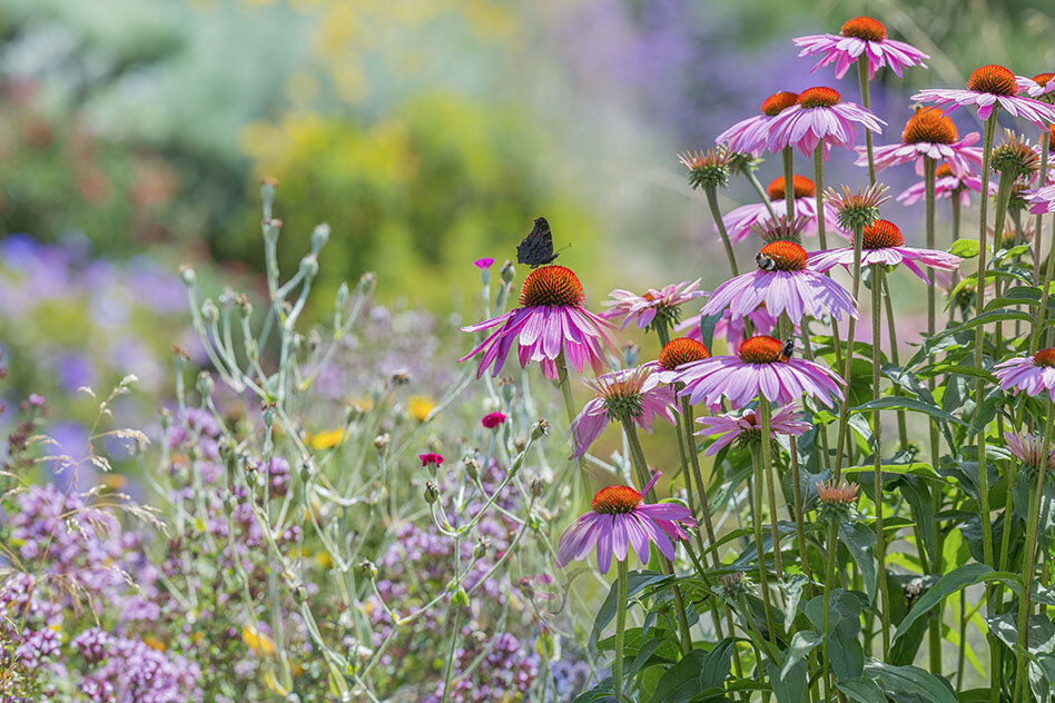 garden design essex 15.jpg