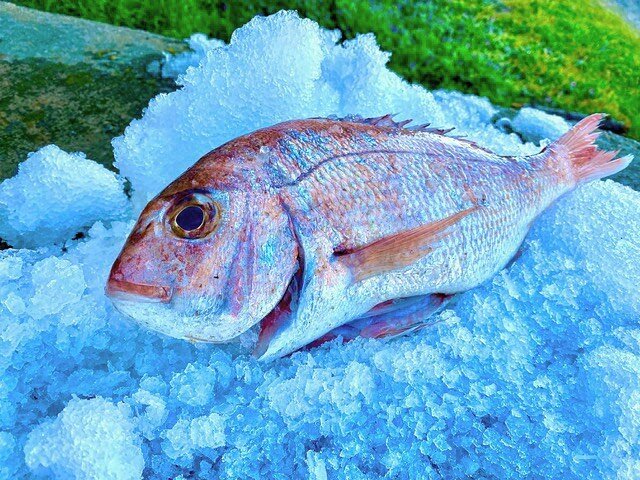 Fresh local whole snappers available now at Pascoe St. $25 a kg  drop in and see Bree and the team. Pascoe St shop is open 9-5pm 7 days a week. 📸 @doylee_art