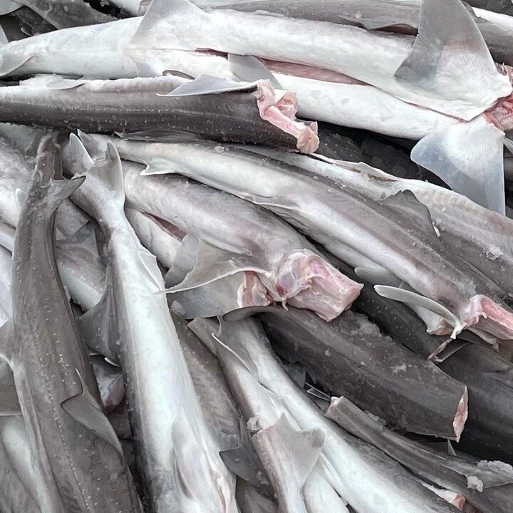 Afternoon,

Brilliant weather here in the Bay and what better way to enjoy it than a feed of fresh local caught fish. 
Flathead tails still $49 a kg
Whole Snapper, Flounder, Red Mullet and some King George Whiting also available.
Plenty of fresh flak