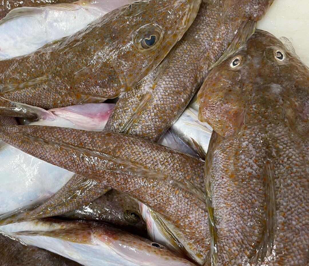 Great weather for fishing. The Tambo crew have been out and working hard.

This weeks fresh and local special :

Flathead tails $49 kg!!
Plenty of other mixed fillets such as dory, boarfish, butterflied warehou and gurnard. 
Some whole fish also avai