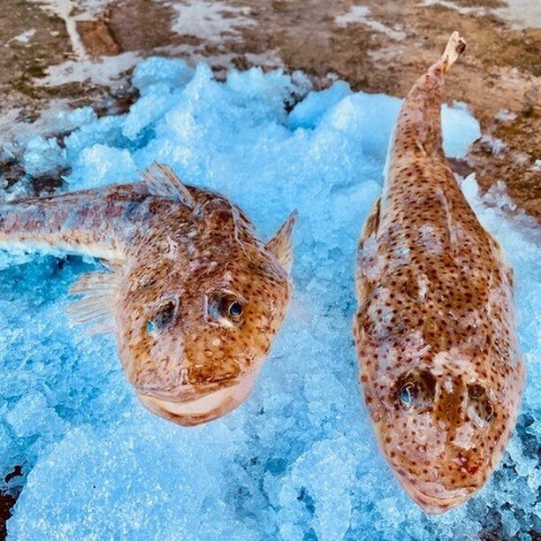 Happy Easter everyone! Treat your family this Good Friday and Easter weekend with fresh local seafood. Flathead and Flake straight off the boat, local Lobster, Oysters and Prawns all weekend while stocks last. 🎣 9am -5pm, 18 Pascoe Street. 🦞 📸 @do