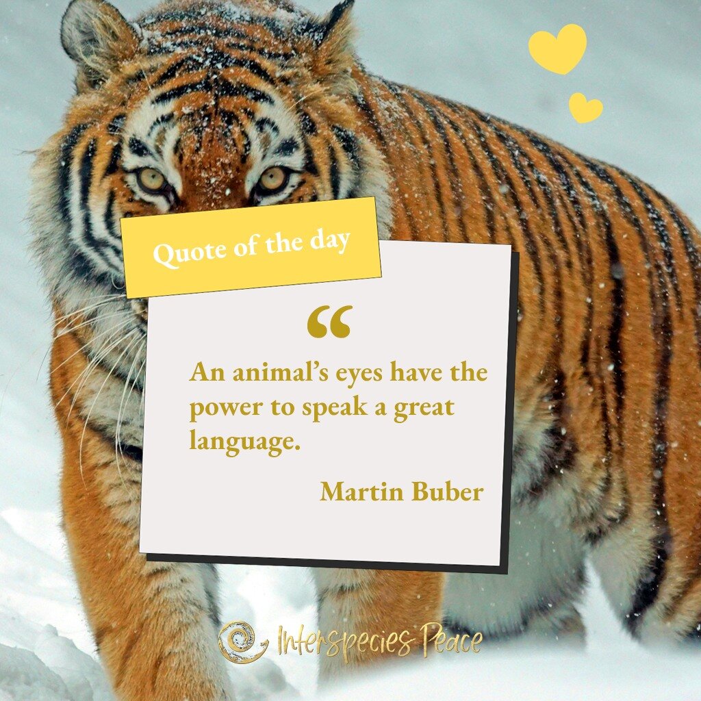 &quot;An animal&rsquo;s eyes have the power to speak a great language.&quot;
Martin Buber

#quoteoftheday 
What are your thoughts on this?

#animals #animalquotes #animalcommunication