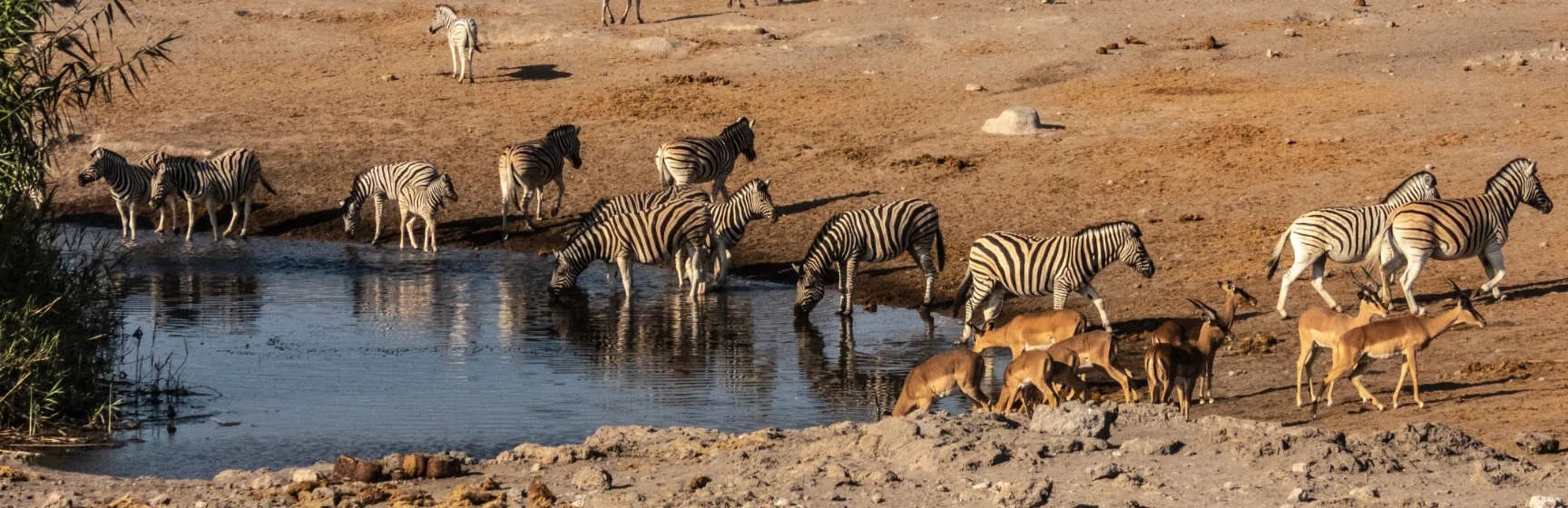 IPFPrCcl_zebraDrnkg.jpg